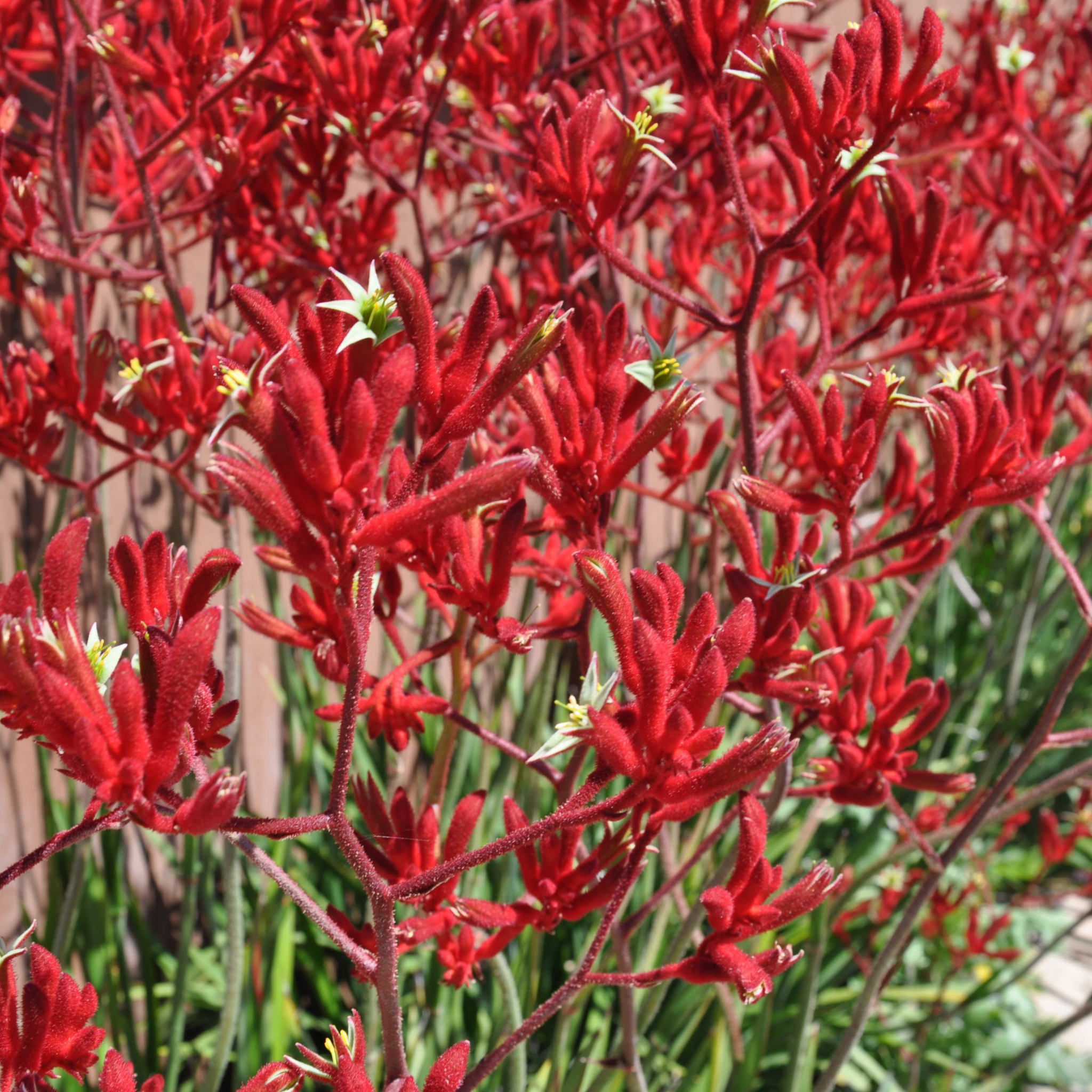 Tall Red Kangaroo Paw 'Big Red' - Anigozanthos hybrida