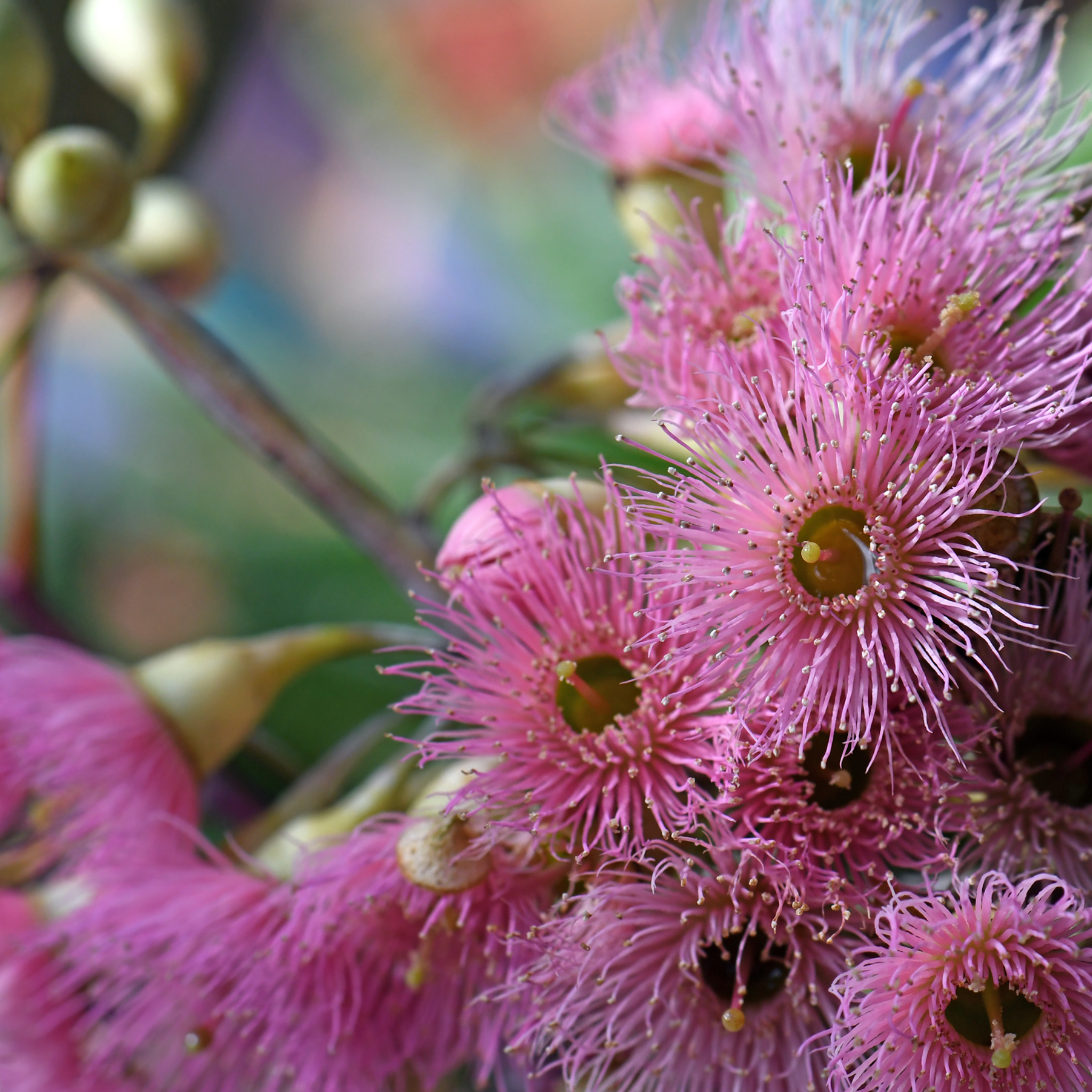 Pink Flowering Ironbark - Eucalyptus sideroxylon Rosea