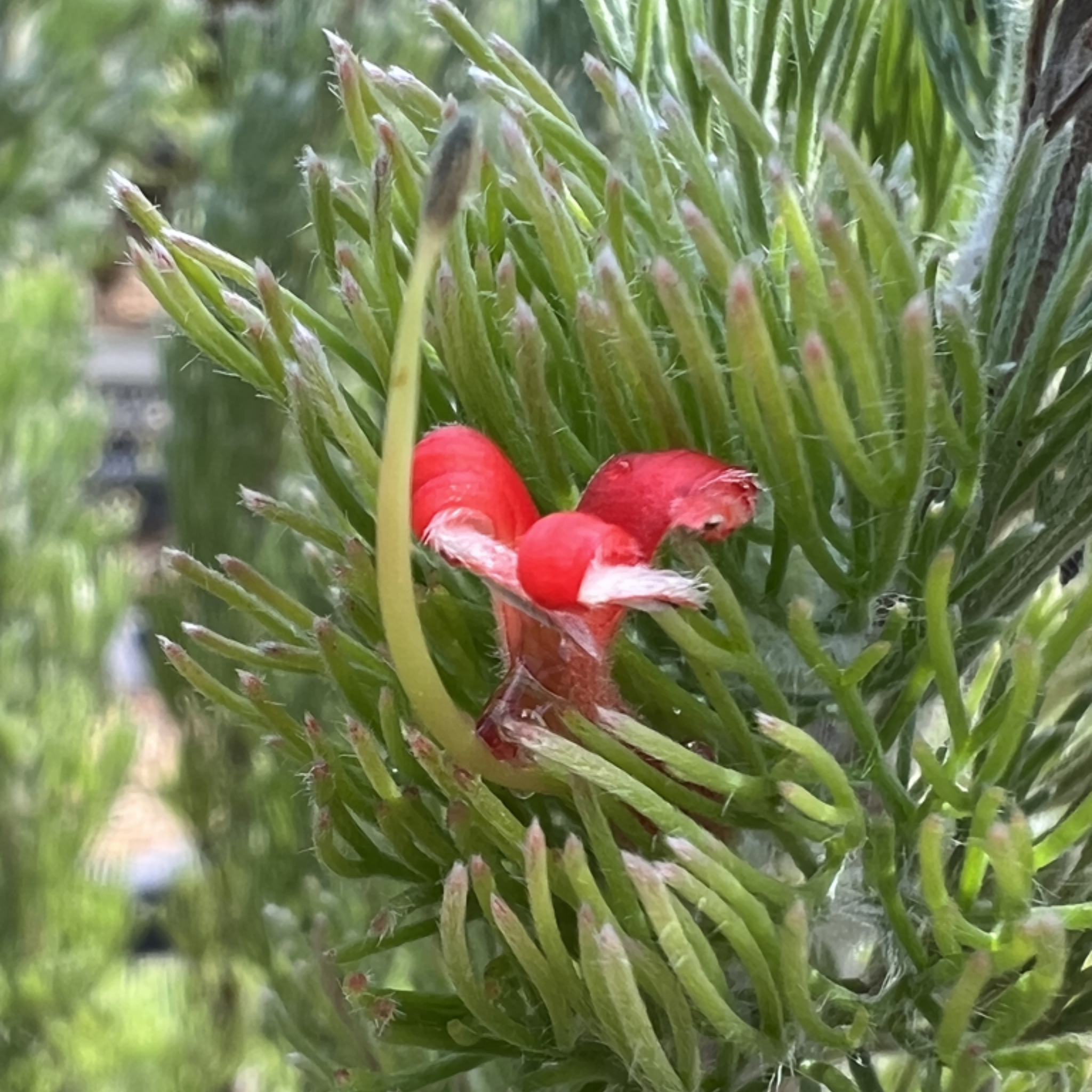Red flower buds on a green plant with a blurred background