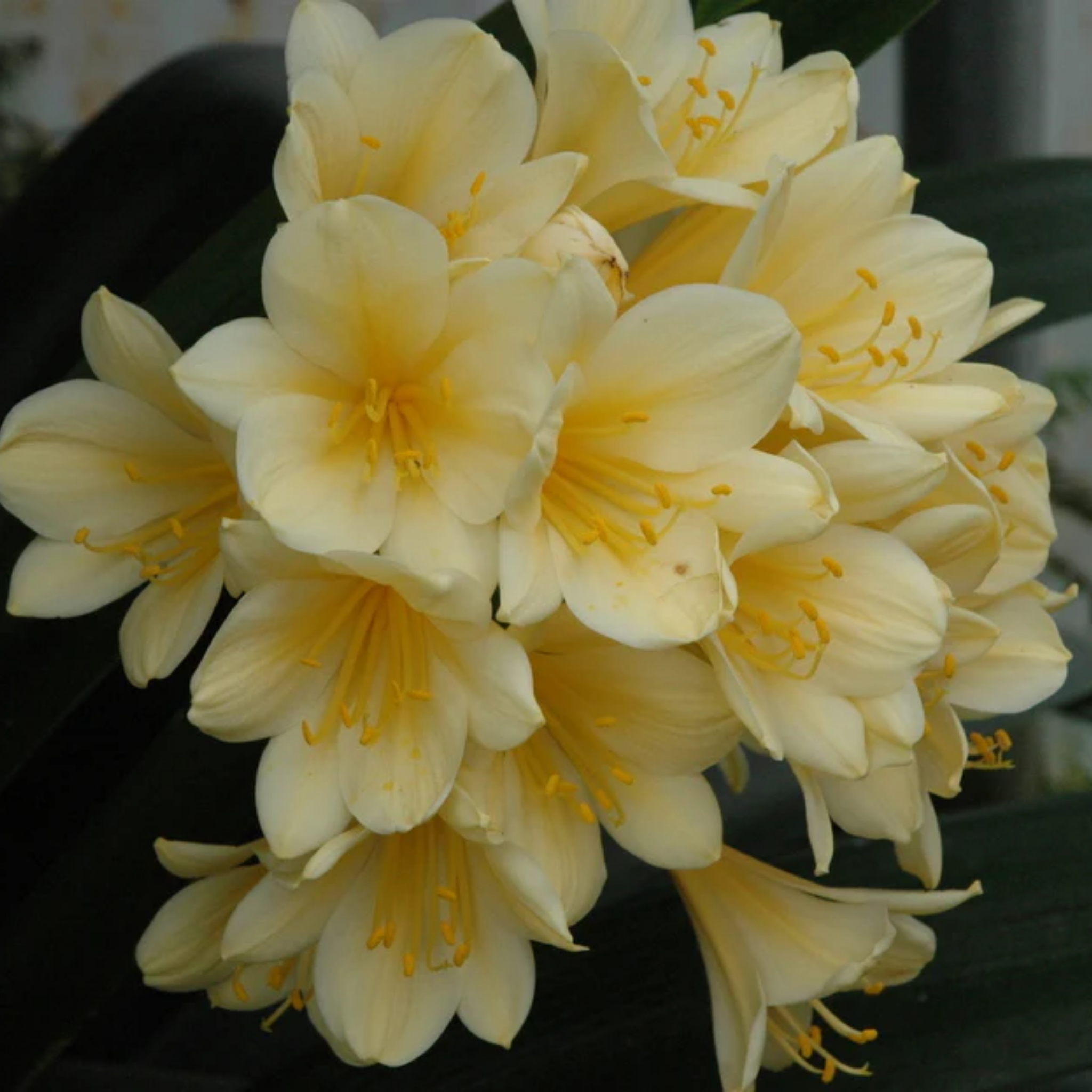 Bouquet of yellow flowers with a blurred background