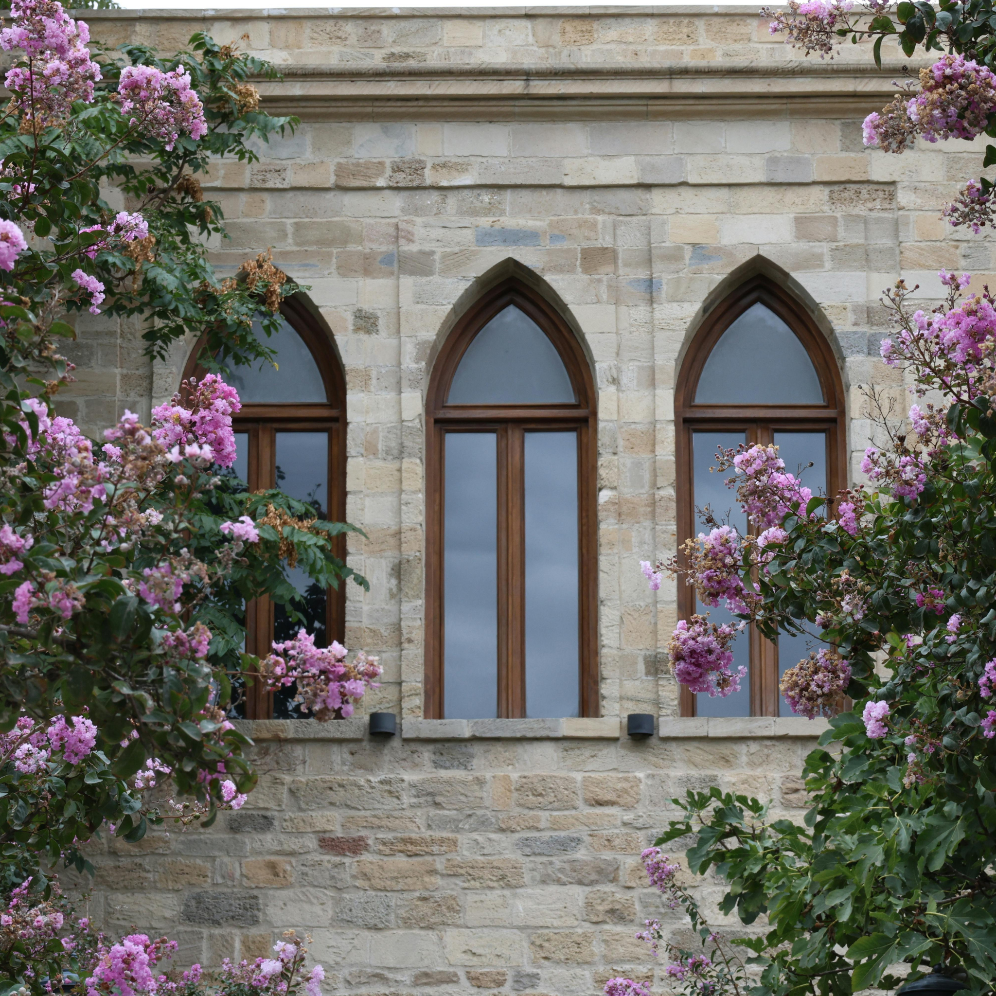Purple Crepe Myrtle - Lagerstroemia indica fauriei Lipan