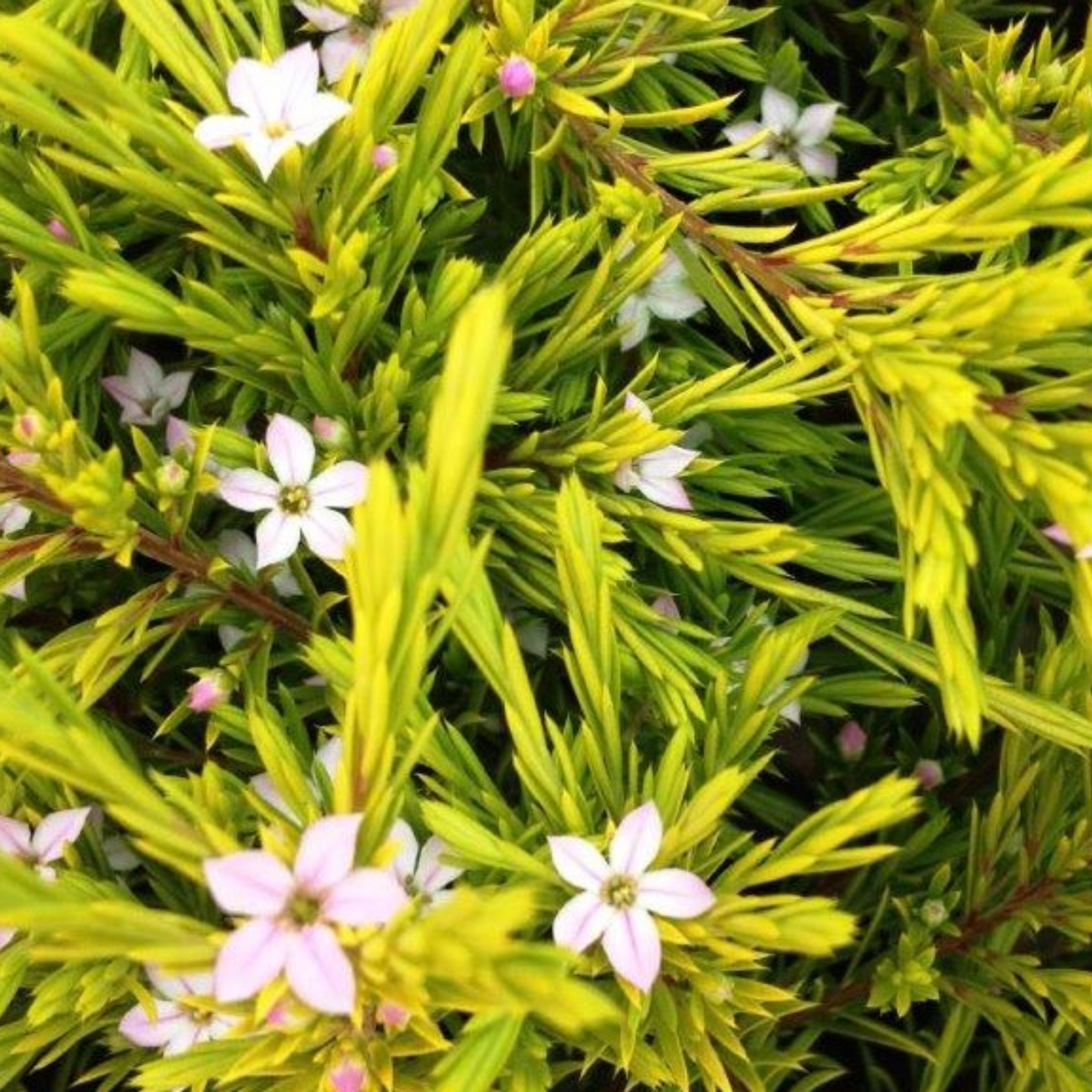Golden Diosma Aurea - Coleonema pulchellum 'Aurea'