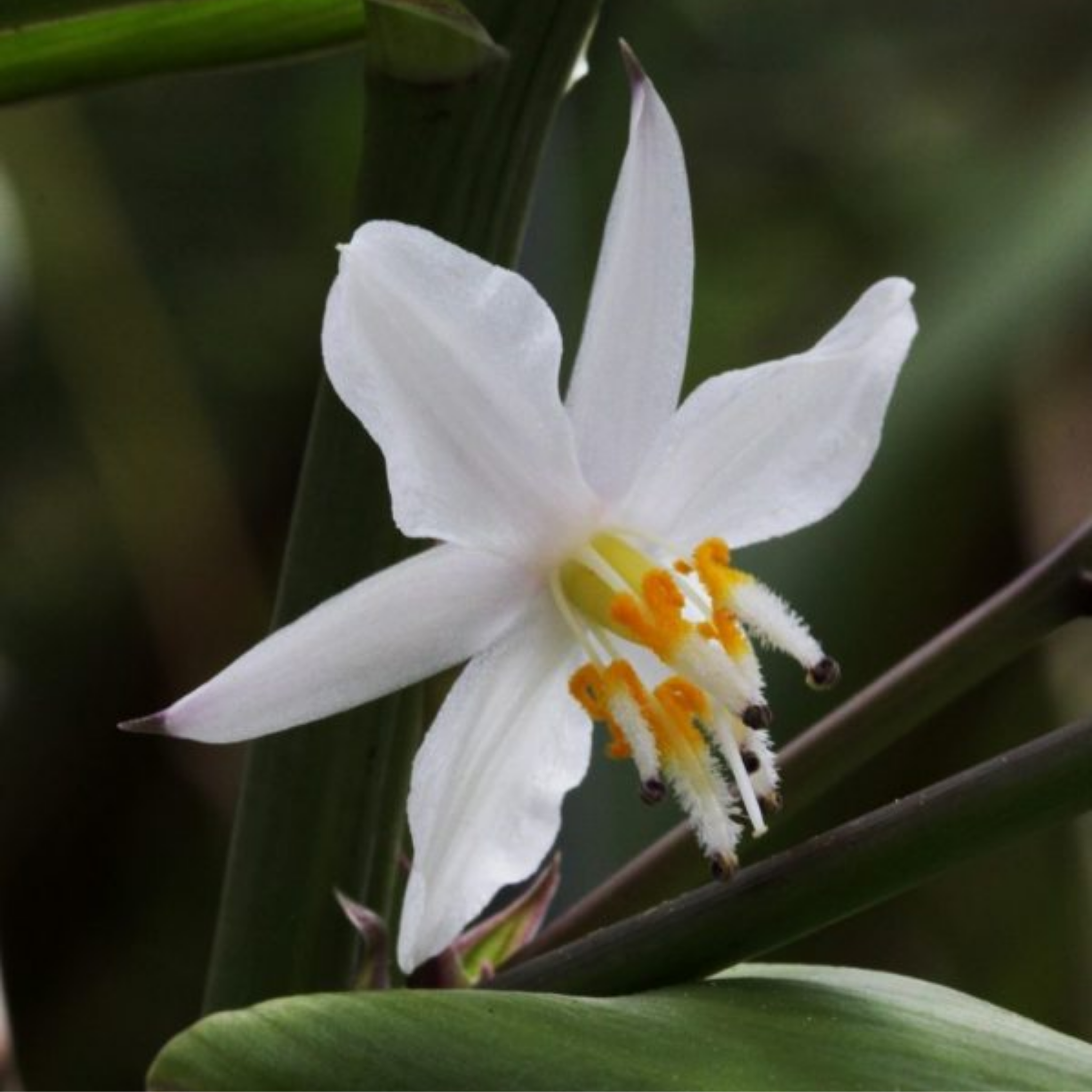 New Zealand Rock Lily 'Matapouri Bay' - Arthropodium cirratum