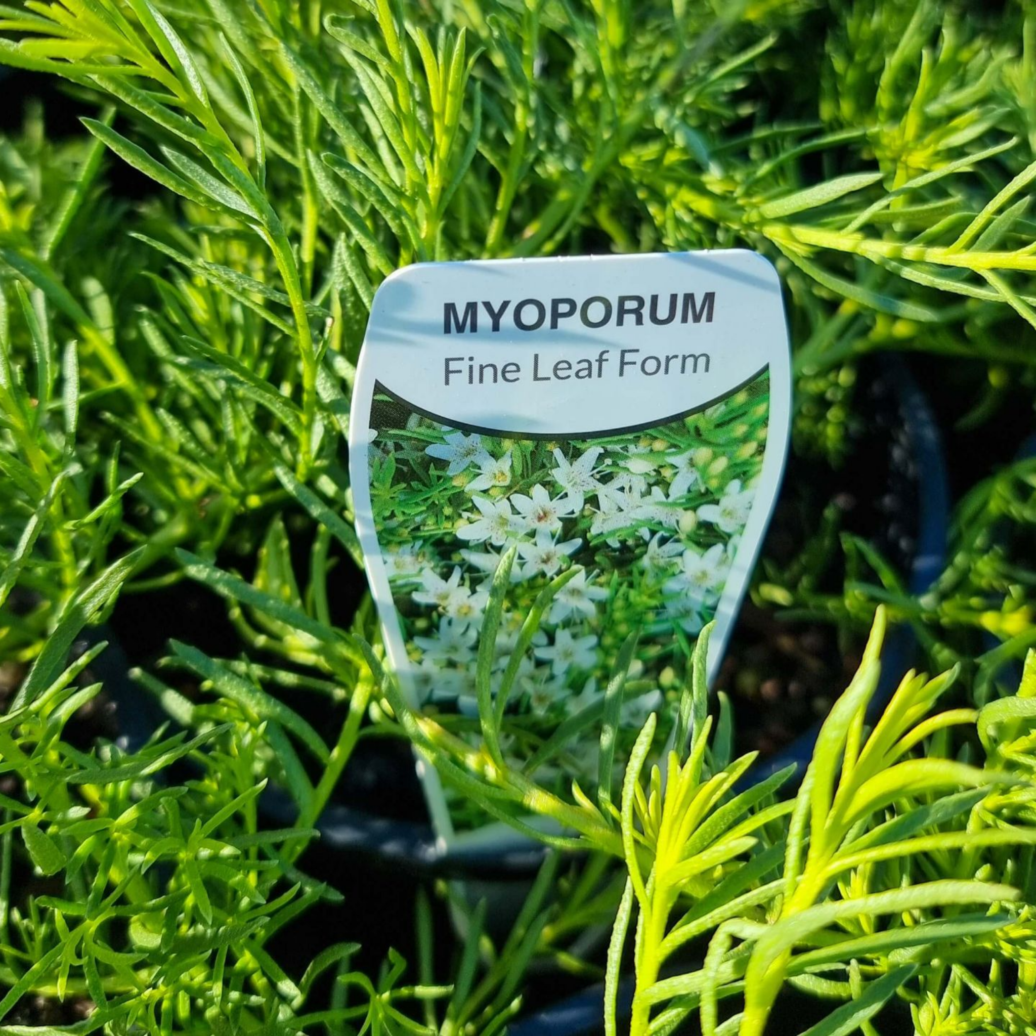 Fine Leaf Creeping Boobialla - Myoporum parvifolium Fine Leaf