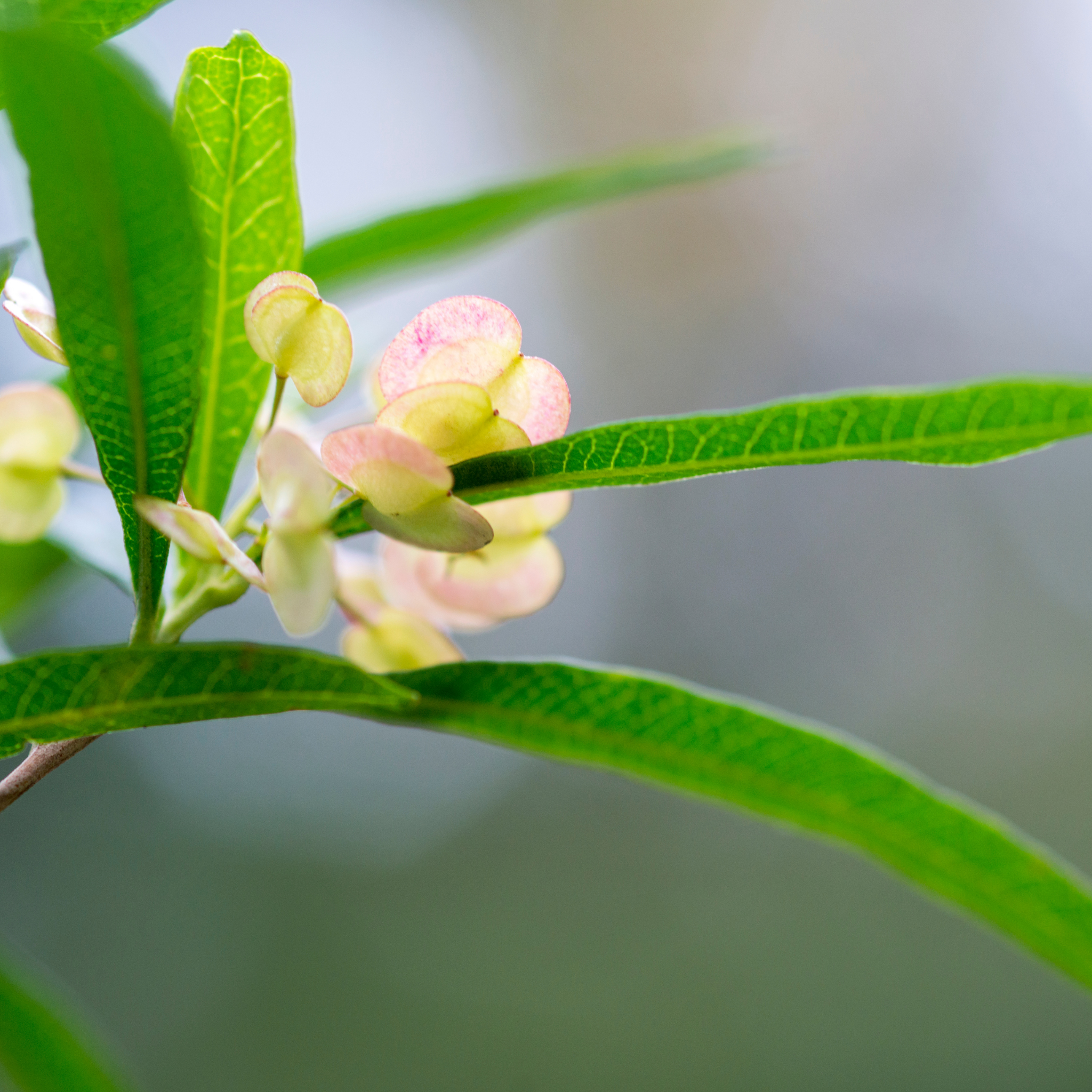 Sticky Hop Bush - Dodonaea viscosa