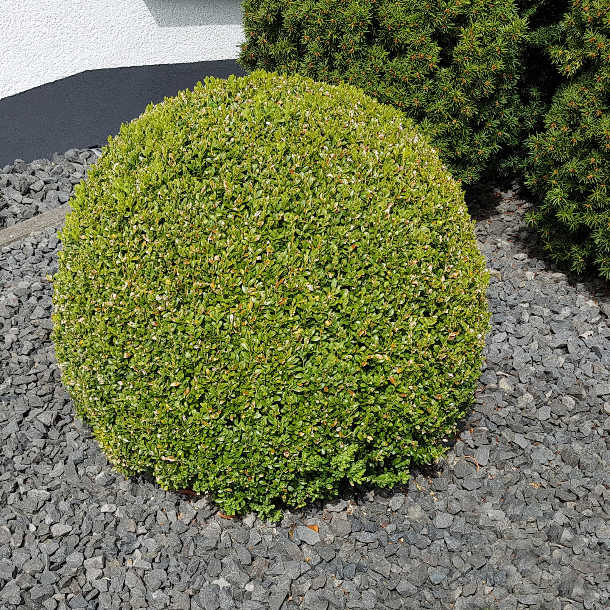 Round green bush on a bed of gray stones with another bush in the background.