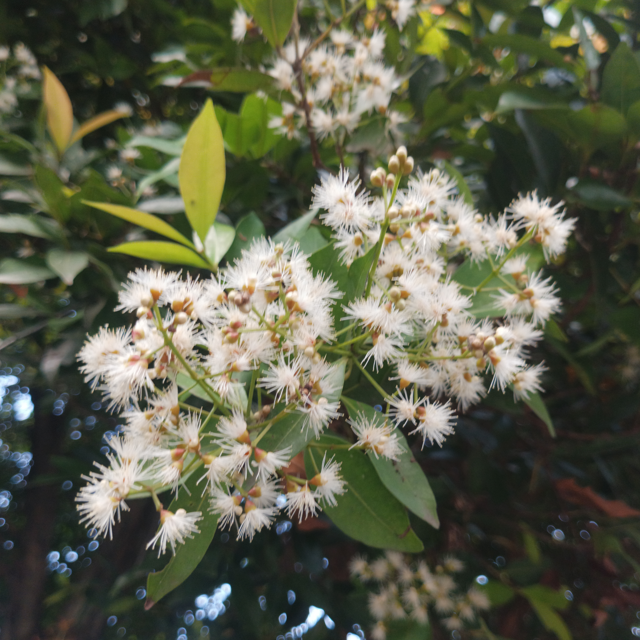 Lilly Pilly Winter Lights - Syzygium australe Winter Lights