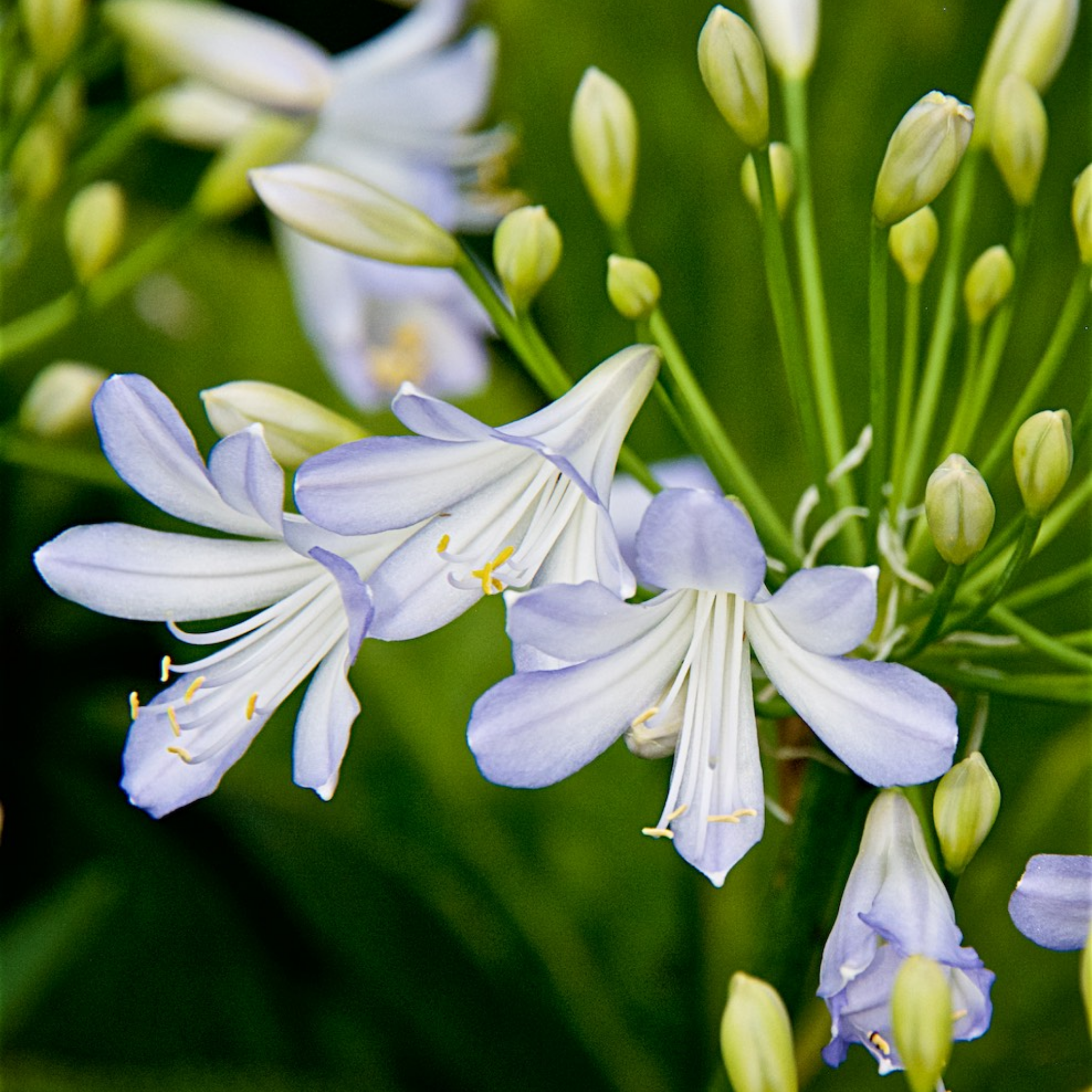 Agapanthus africanus 'Silver Baby' - Dwarf African Lily