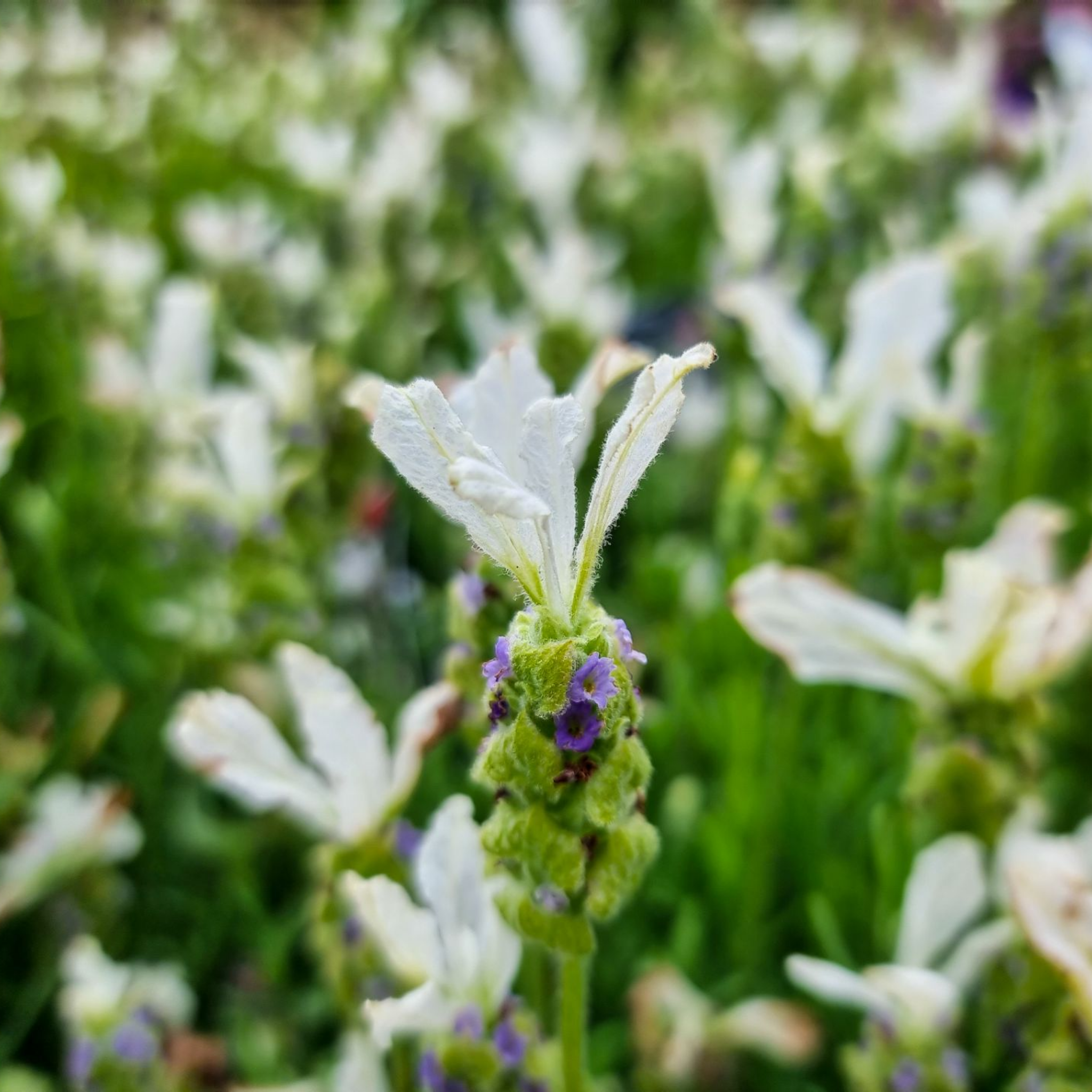 Italian Javelin Forte White Lavender - Lavandula stoechas 'Javelin Forte White'