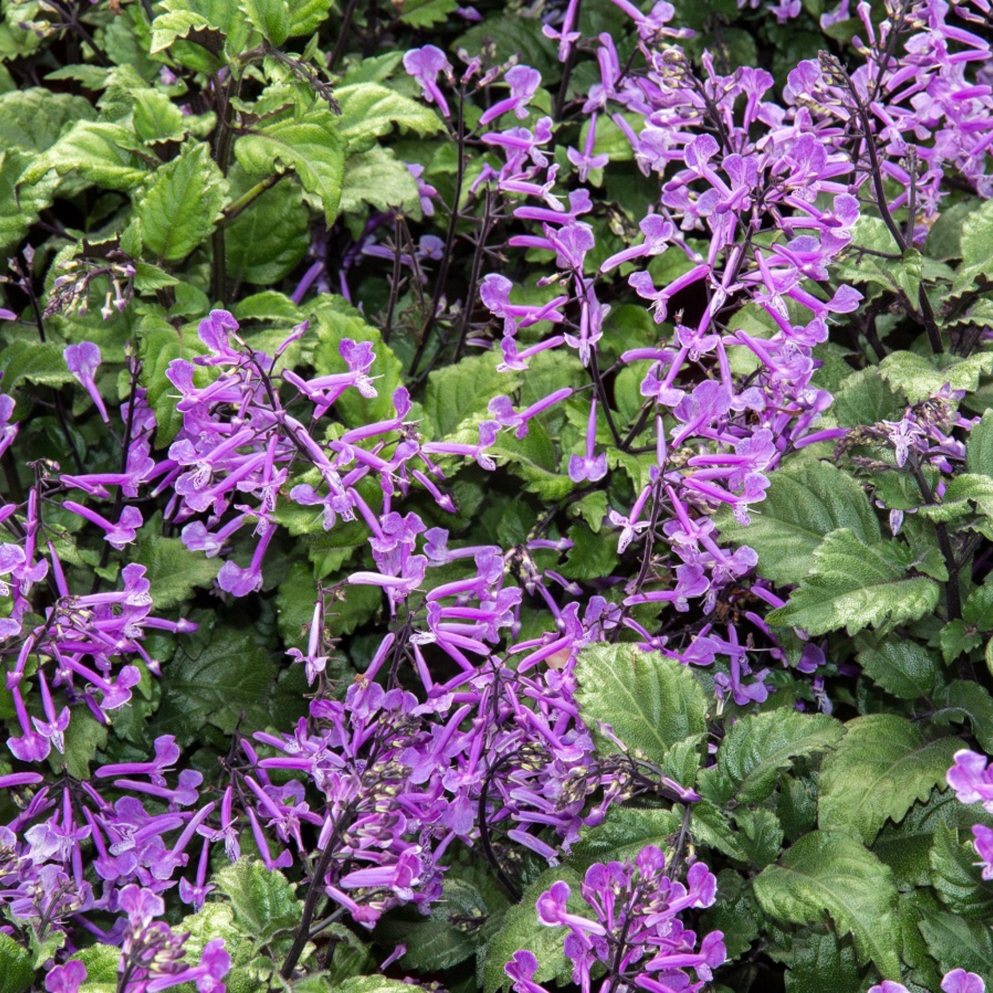 Mona Lavender Spur Flower - Plectranthus hybrida Mona Lavender PBR