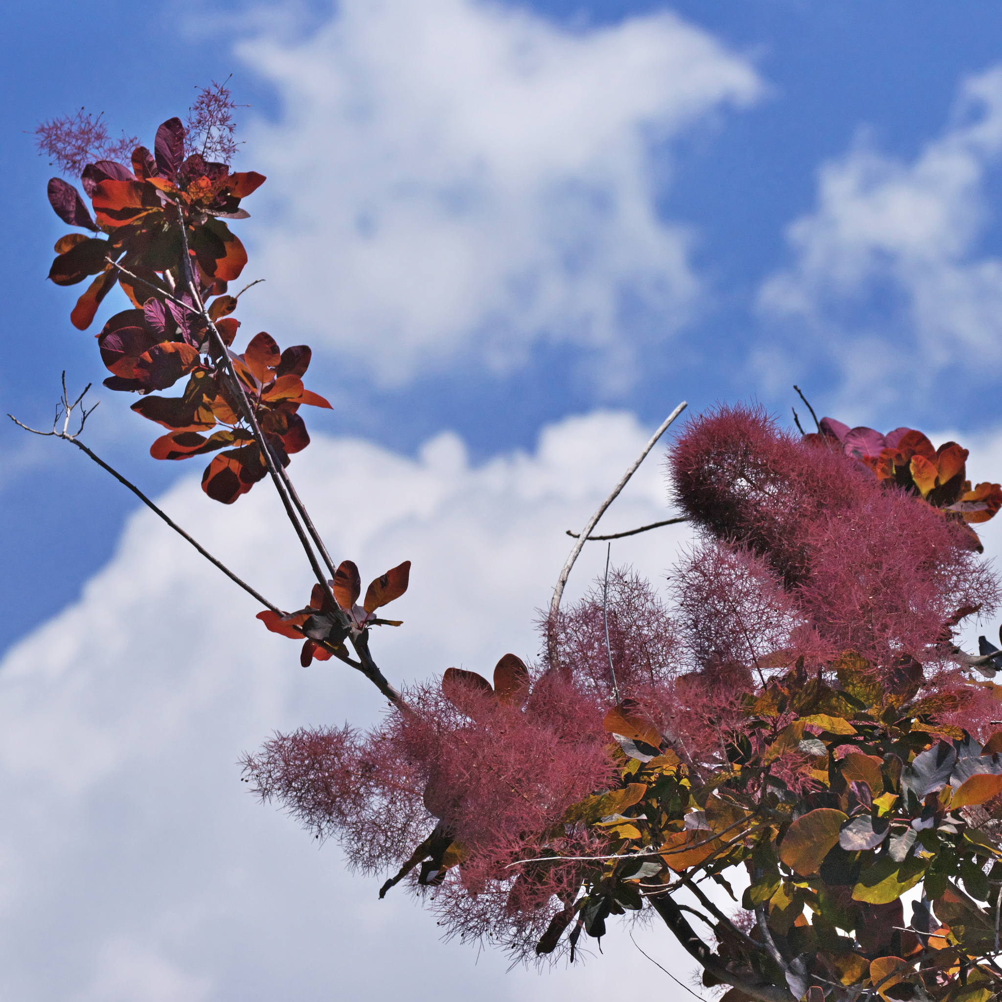 Cotinus coggygria Grace Smoke Tree - Cotinus coggygria Grace