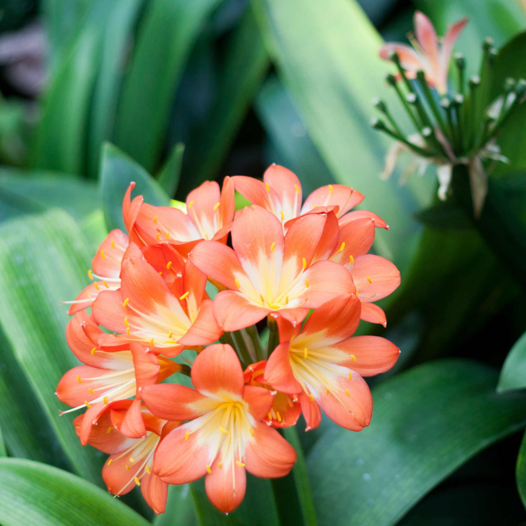 Cluster of orange flowers with green leaves in the background