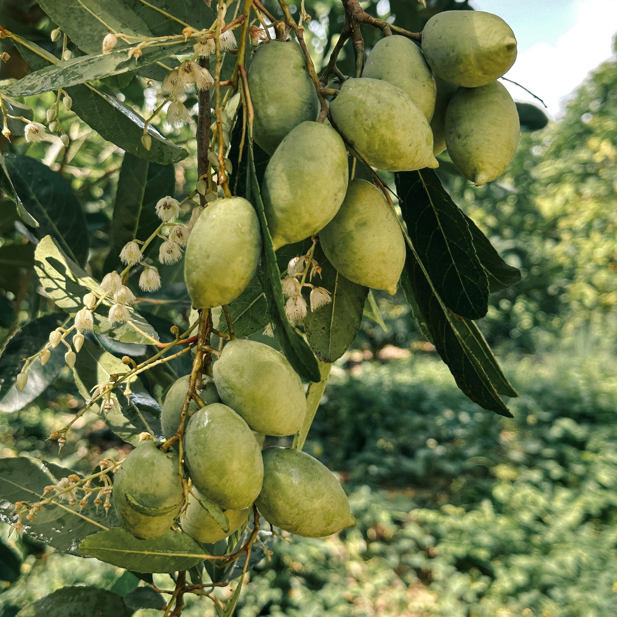 Jumbo Kalamata Olive Tree - Olea europaea Kalamata Jumbo