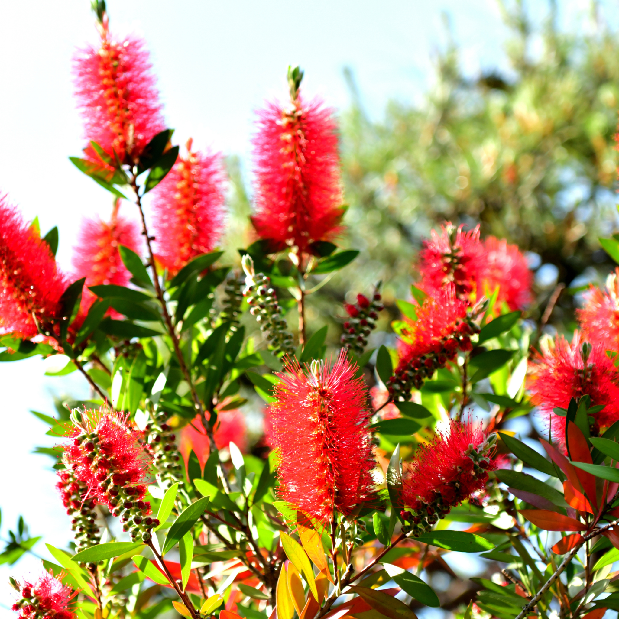 Slim Bottlebrush - Callistemon viminalis 'Slim'