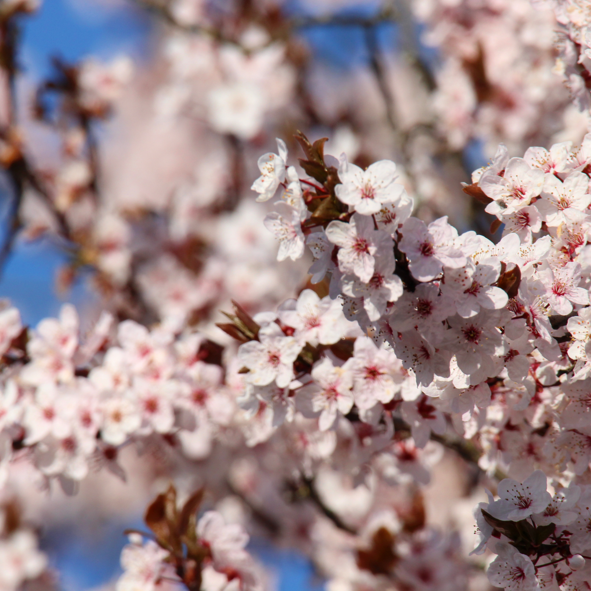 Close-up of cherry blossoms with a blurred blue sky background