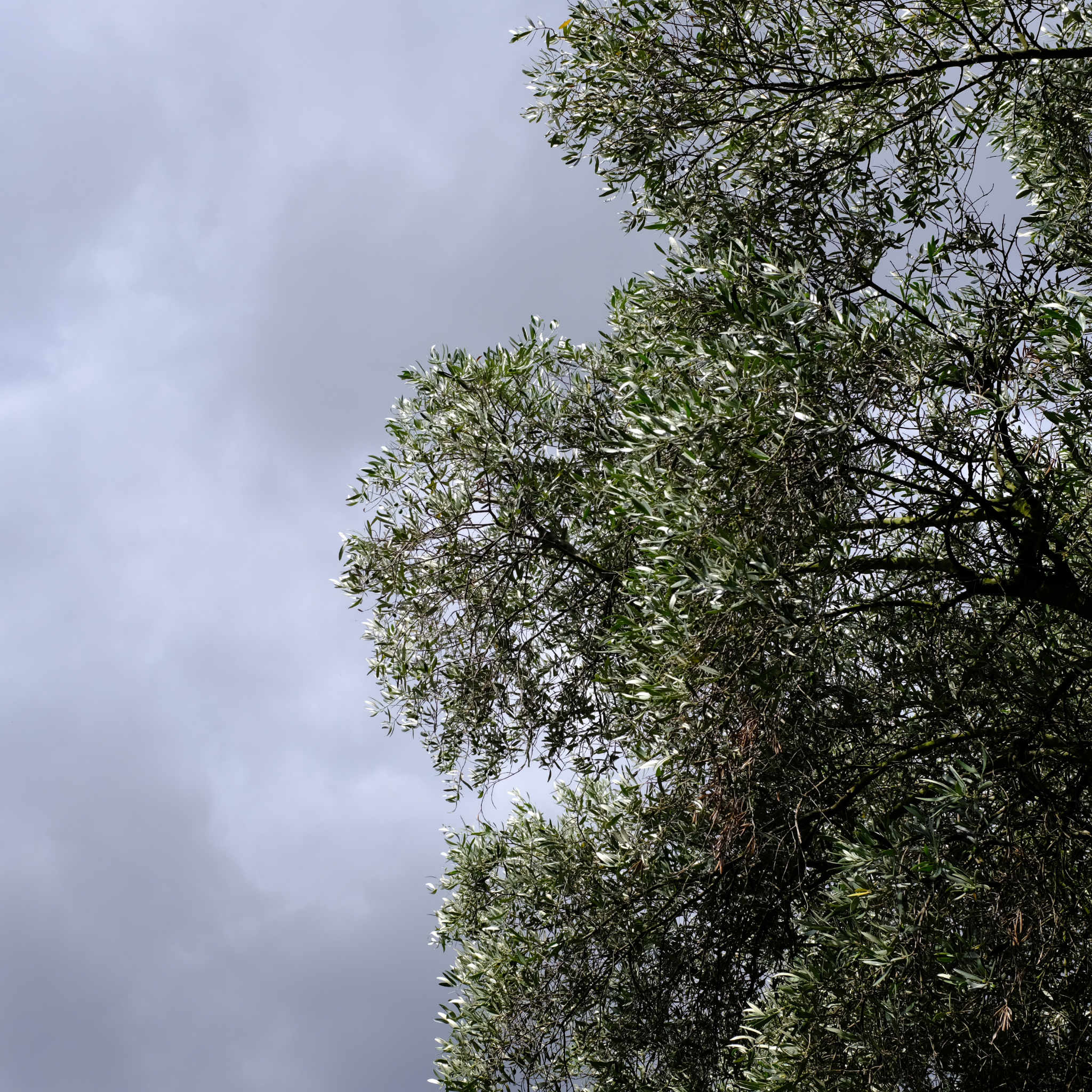 Swan Hill Olive Tree - Olea europaea Swan Hill (non-fruiting tree)