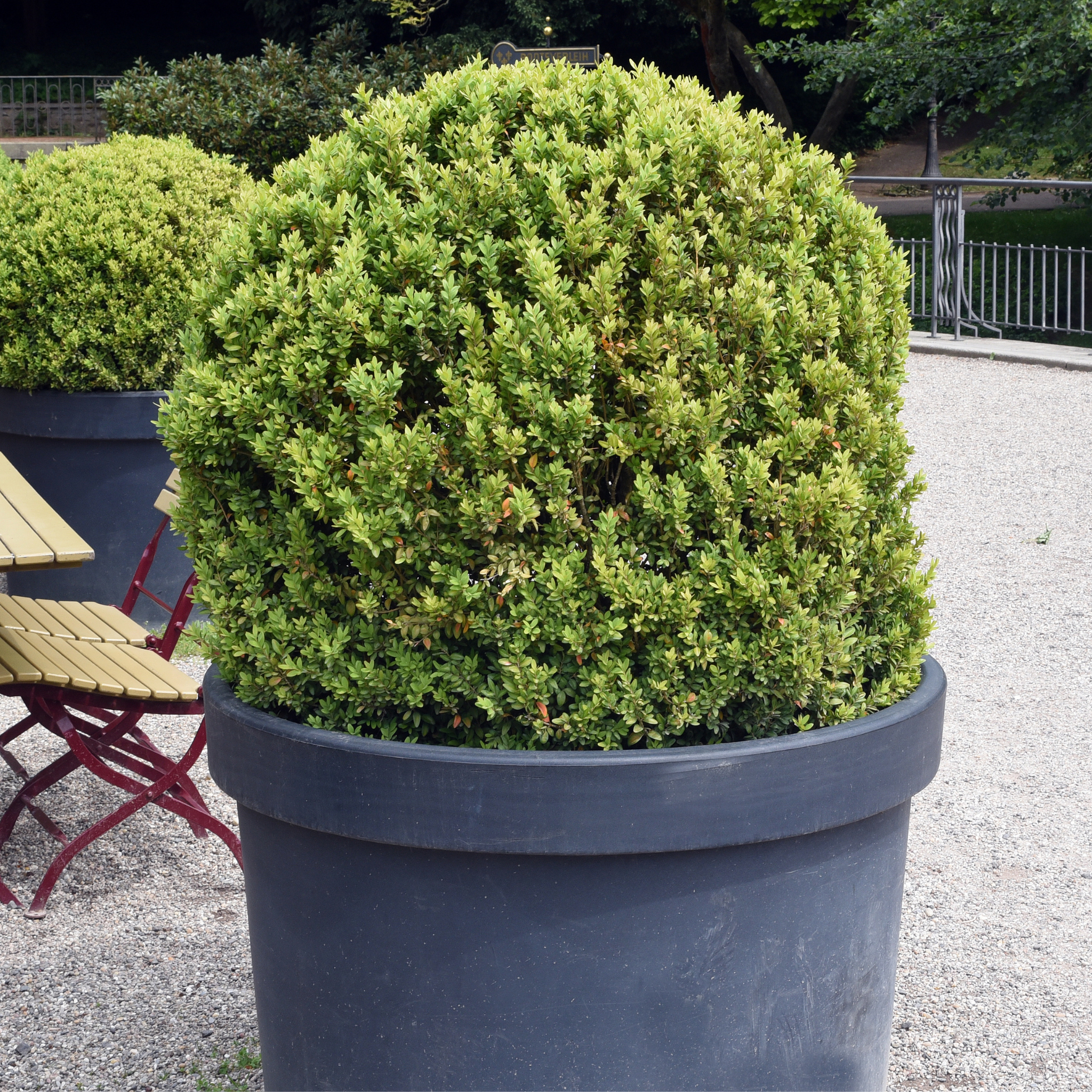 Potted shrub in a garden setting with tables and chairs.