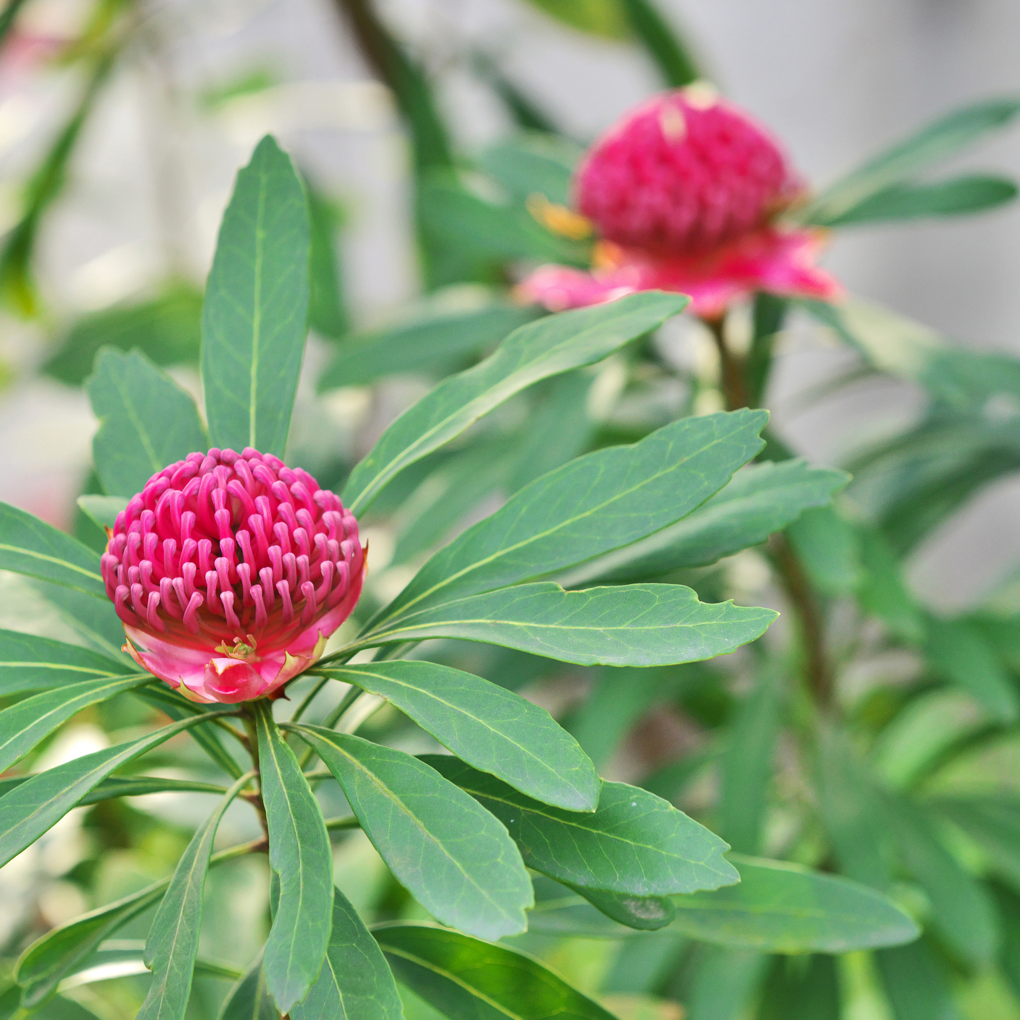 Waratah Shady Lady Red - Telopea speciosissima oreade Shady Lady Red