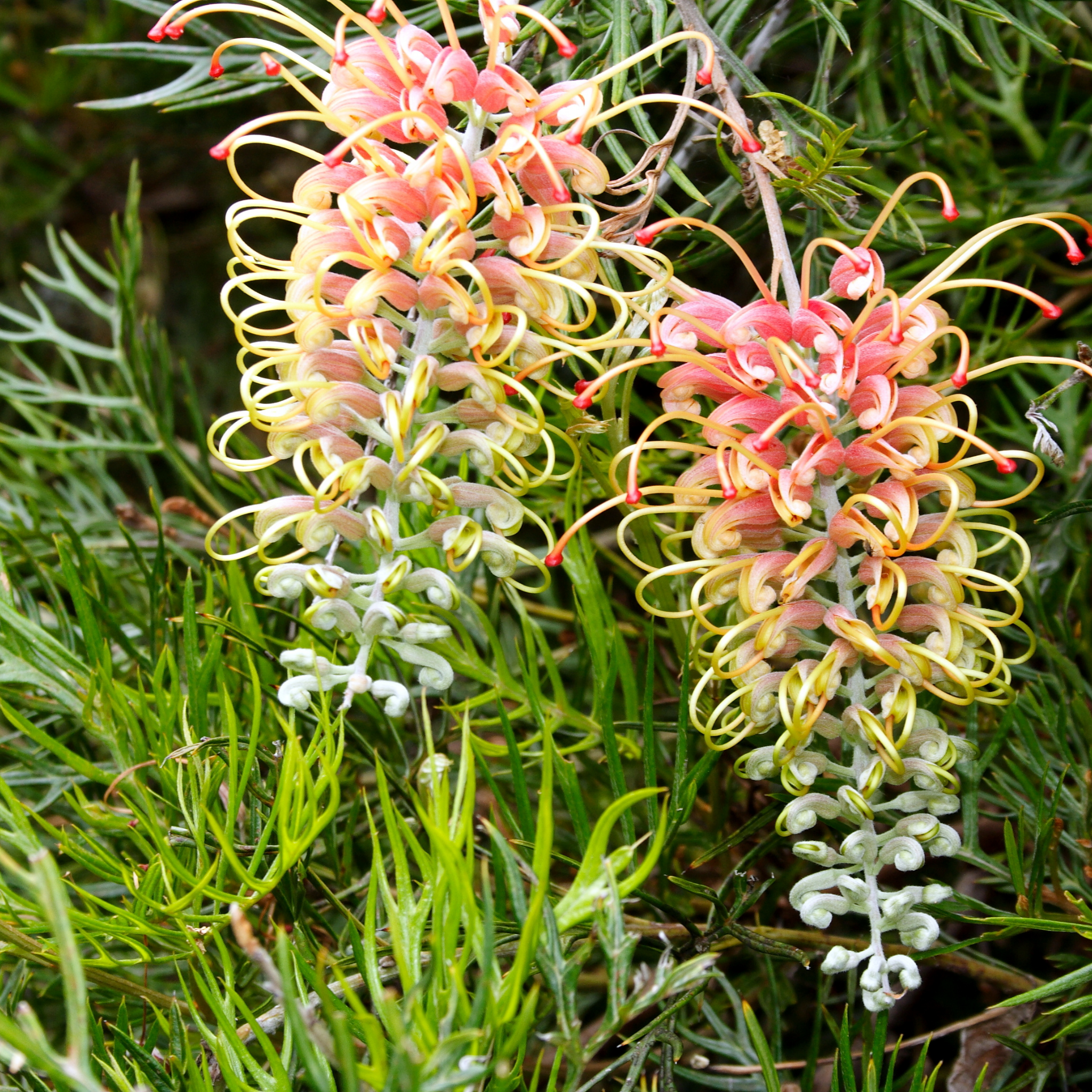 Grevillea 'Superb' - Grevillea banksii bipinnatifida Superb