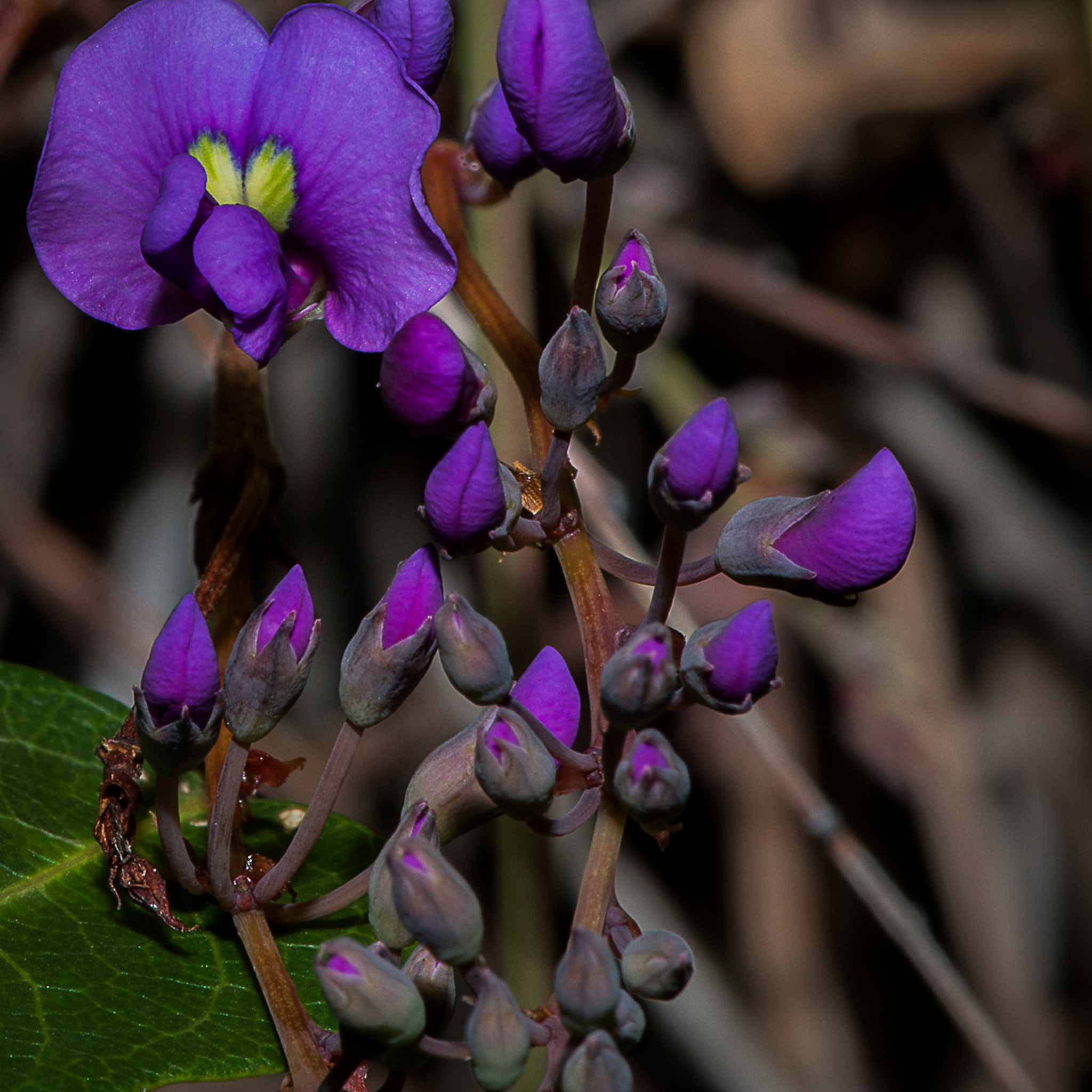 Dwarf Native Wisteria - Hardenbergia violacea 'Mini Haha'