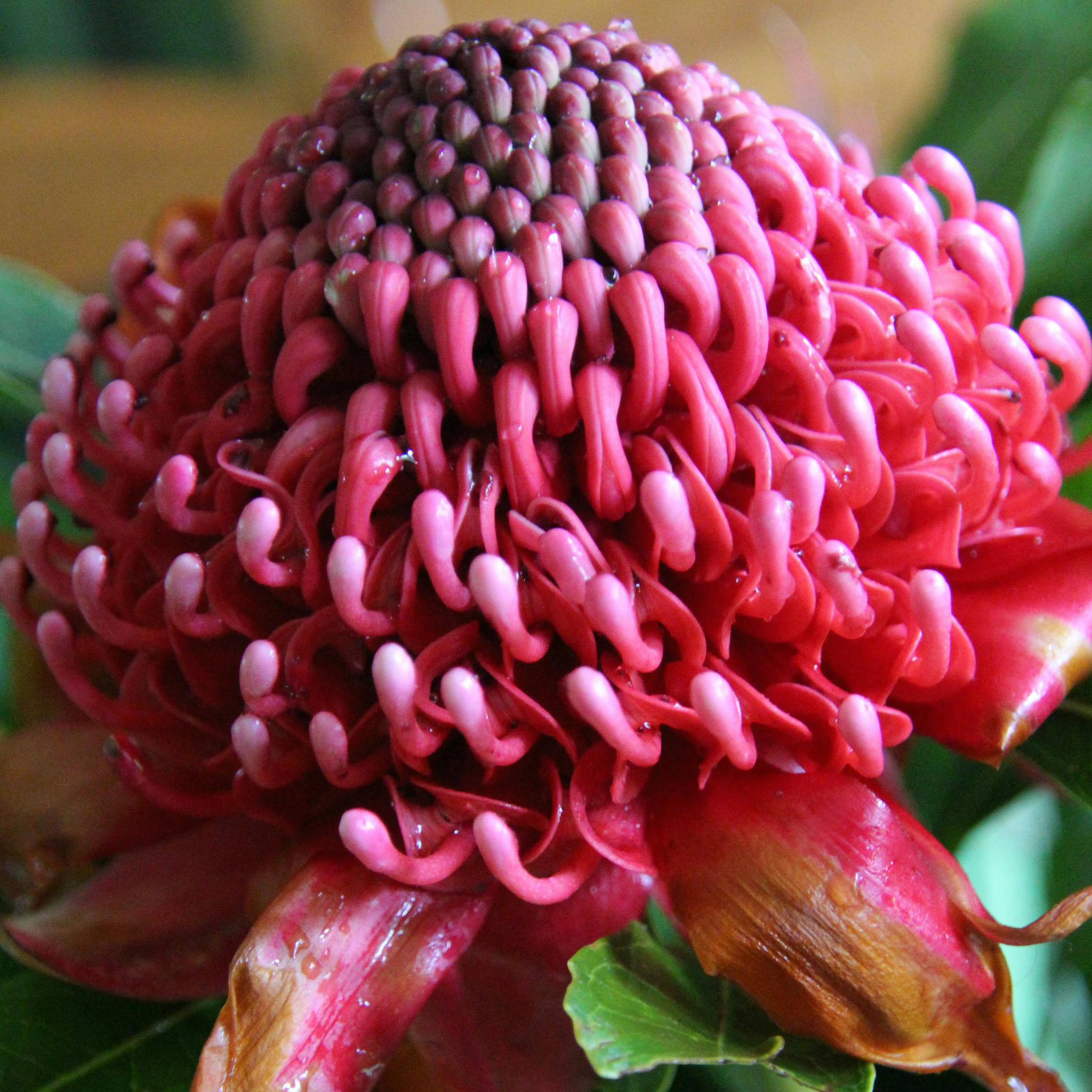 Waratah Gembrook - Telopea hybrida Gembrook