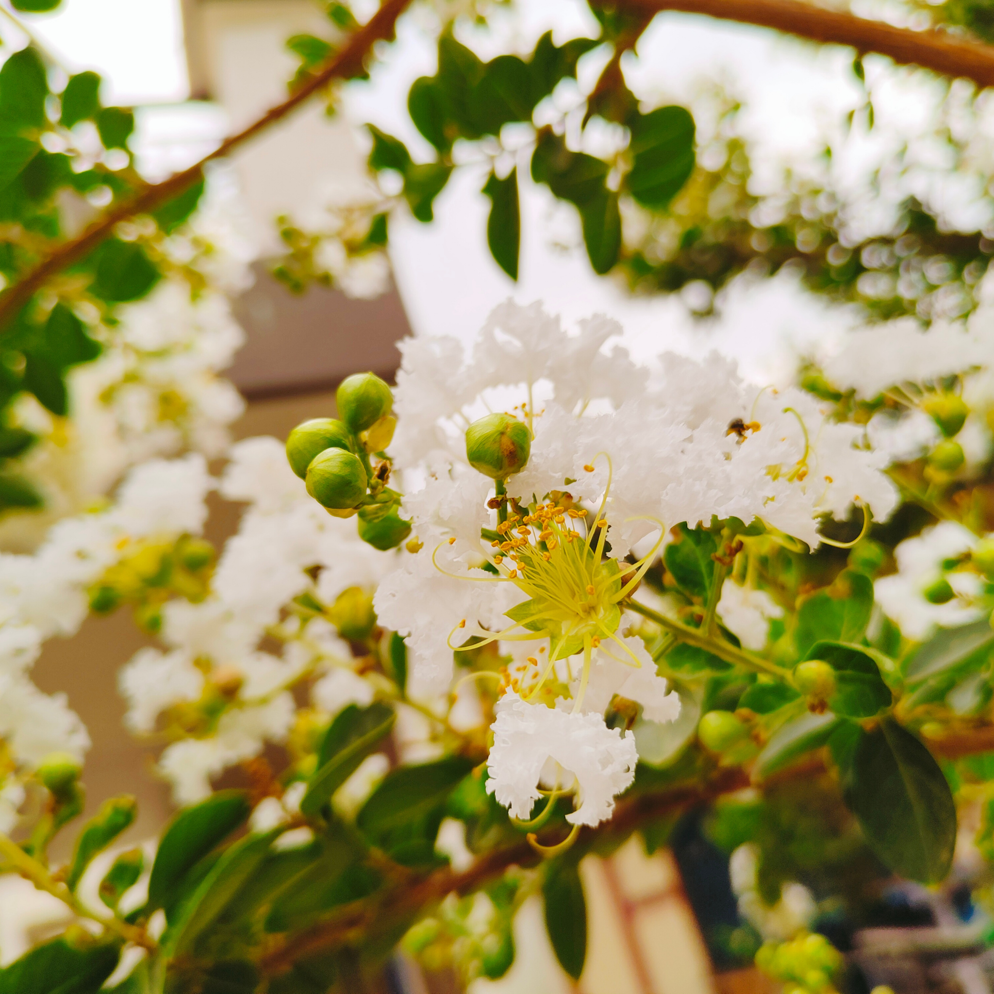 White Crepe Myrtle - Lagerstroemia indica fauriei 'Acoma'