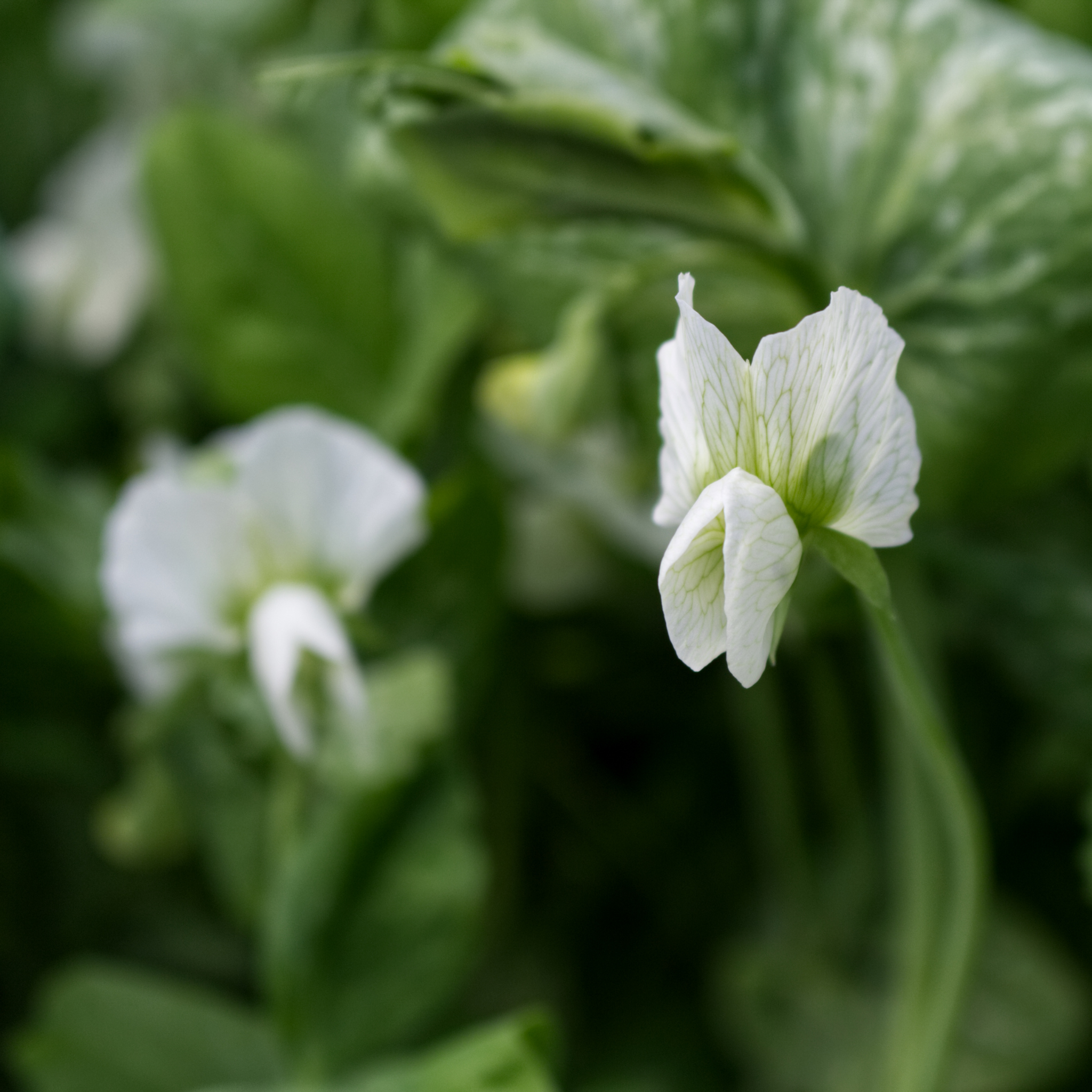 Garden Pea - Pisum sativum Common Green Pea