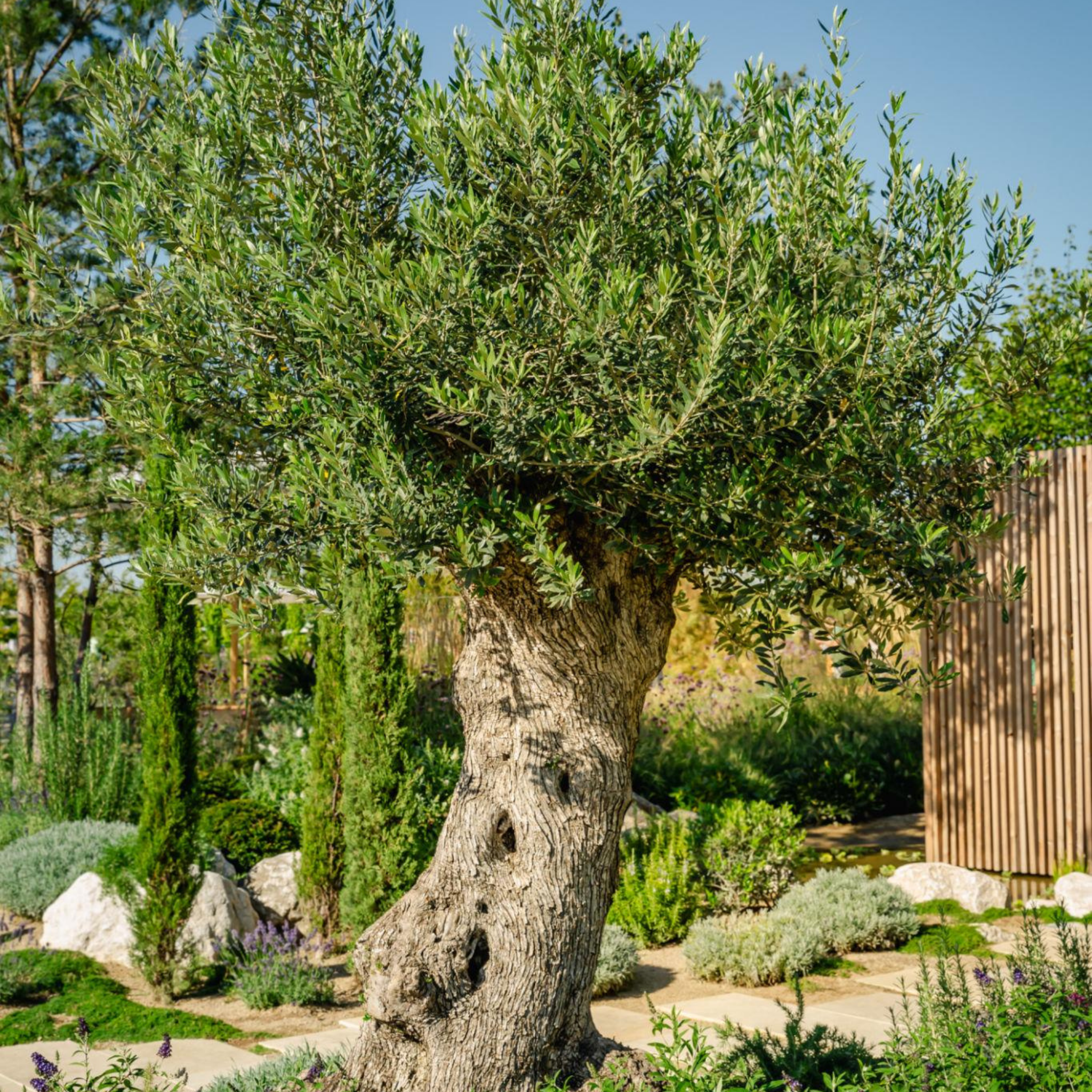 Dwarf Olive Garden Harvest - Olea europaea Garden Harvest