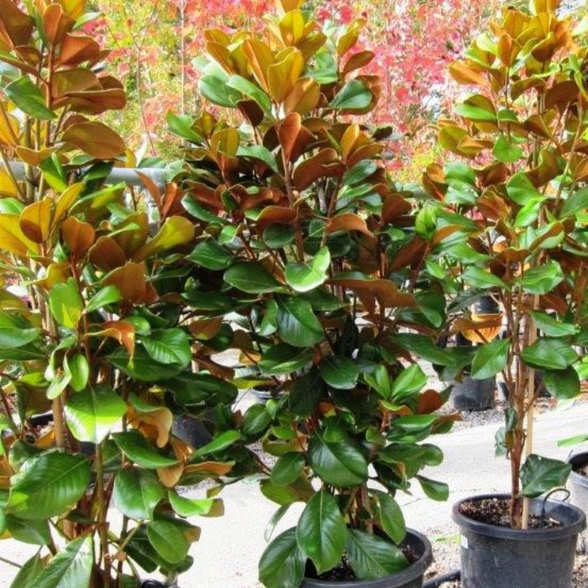 Potted plants with green and brown leaves in a garden setting