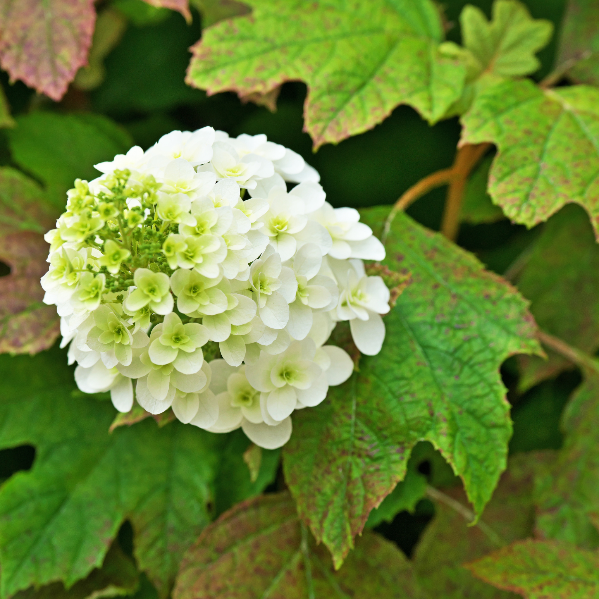 Oakleaf Hydrangea - Hydrangea quercifolia 'Snow Queen'