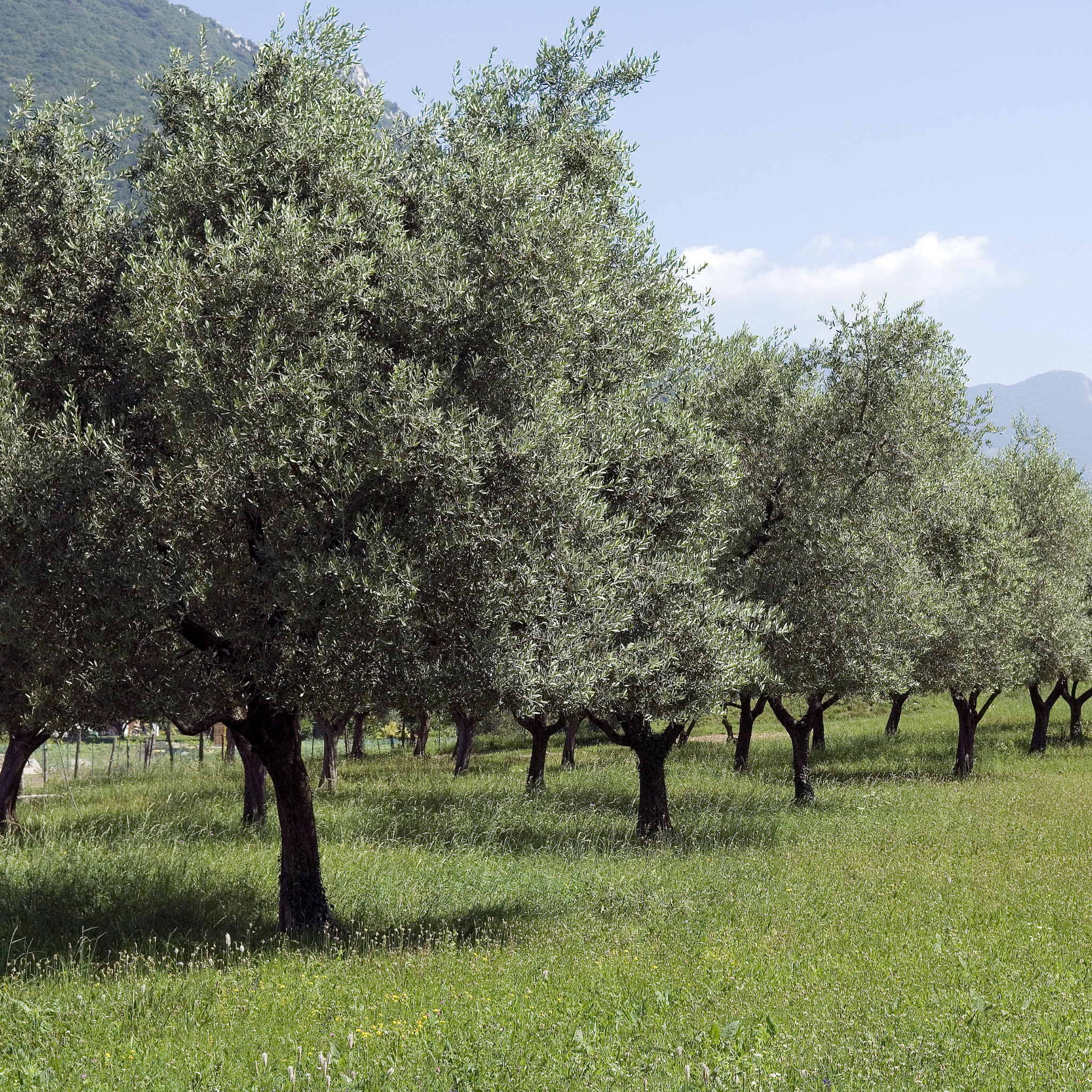 Common Olive Tree - Olea europaea