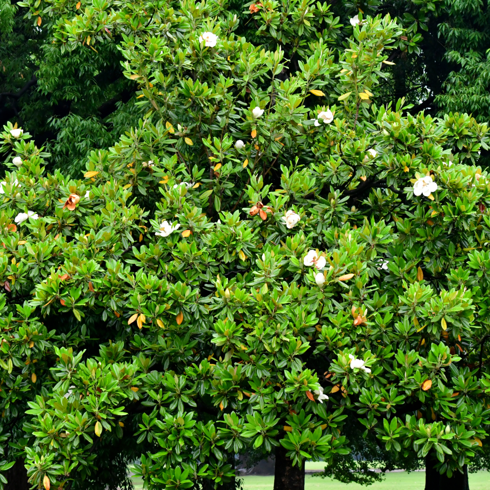 Magnolia Greenback - Magnolia grandiflora Greenback