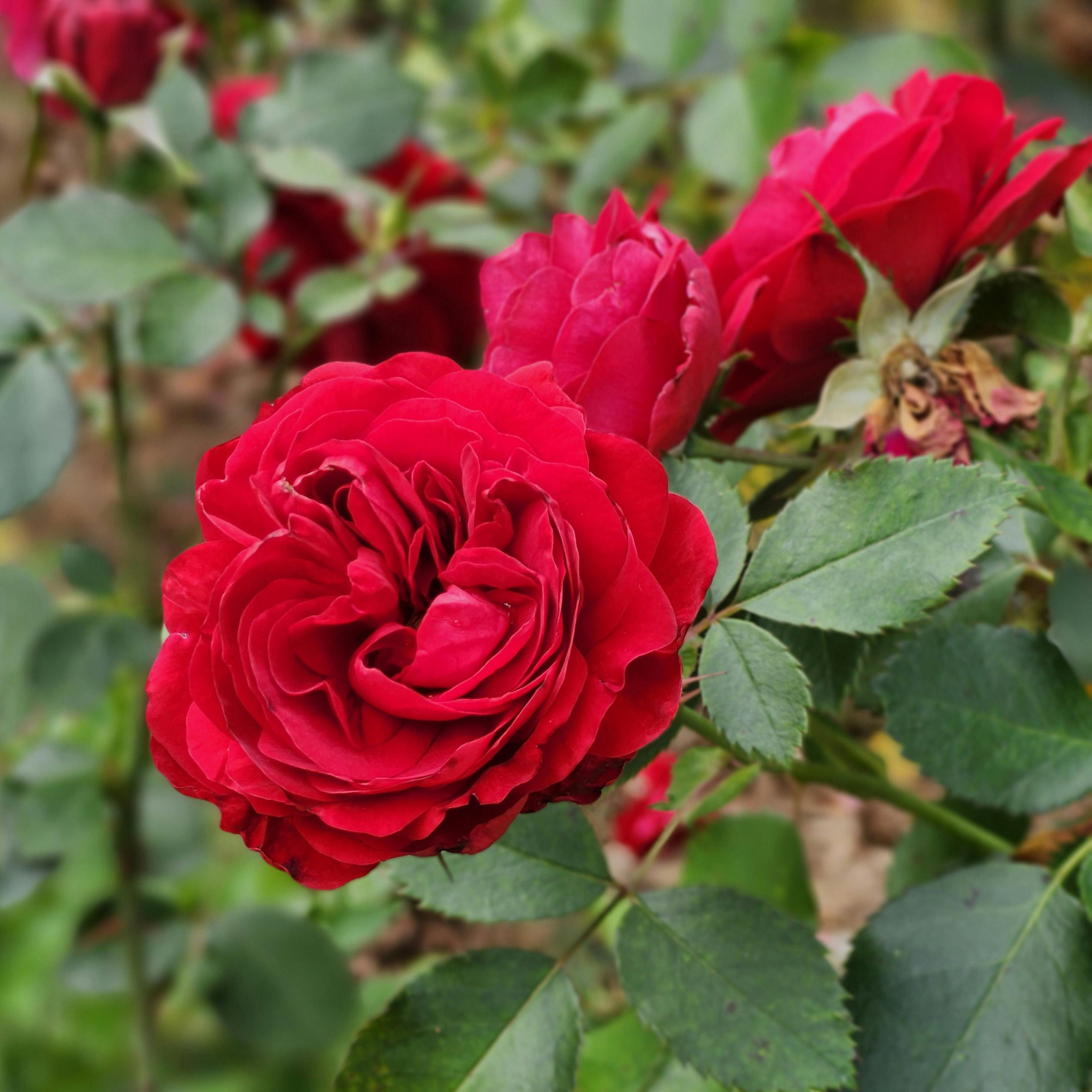 Climbing Rose - Rosa Red Pierre de Ronsard