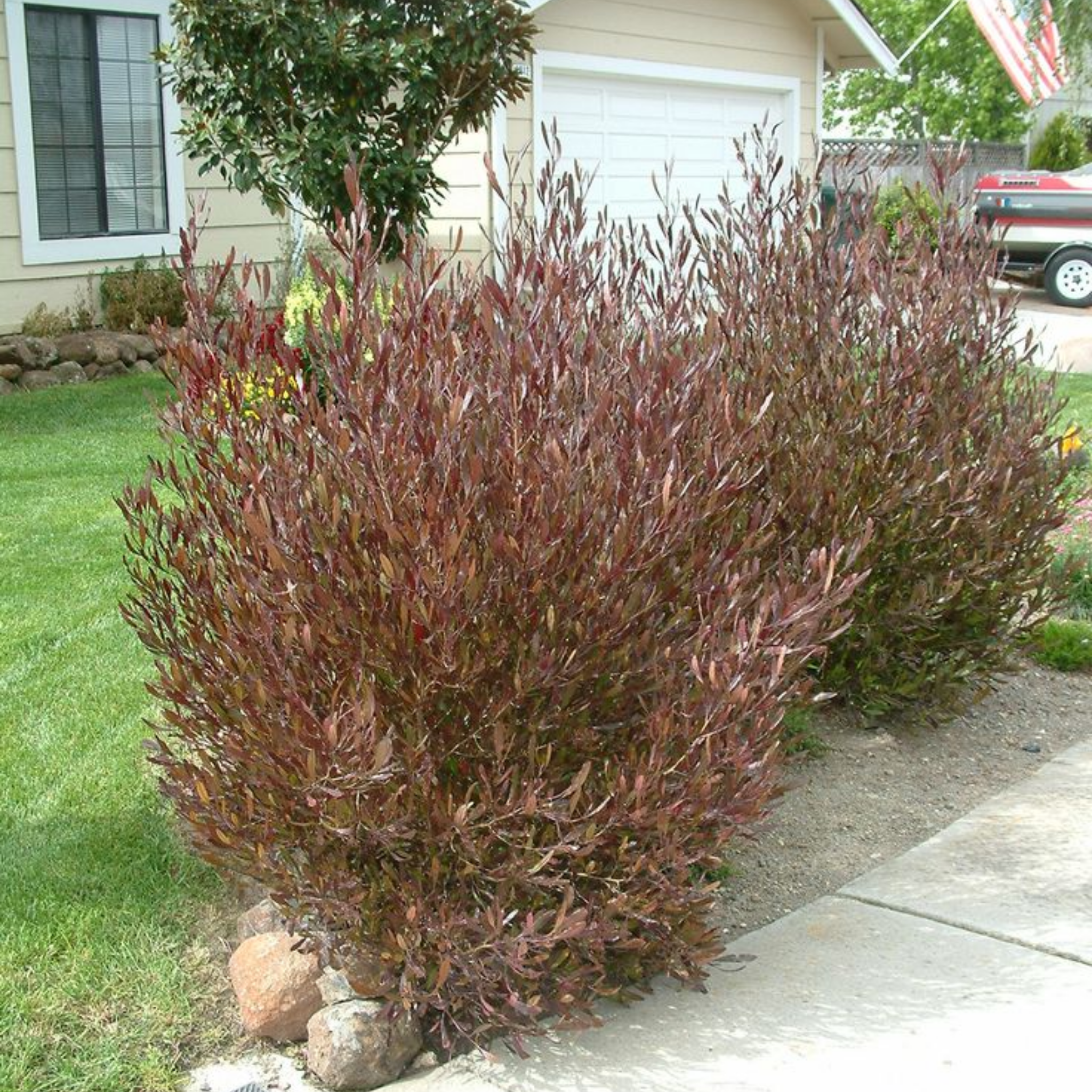 Purple Hop Bush - Dodonaea viscosa Purpurea