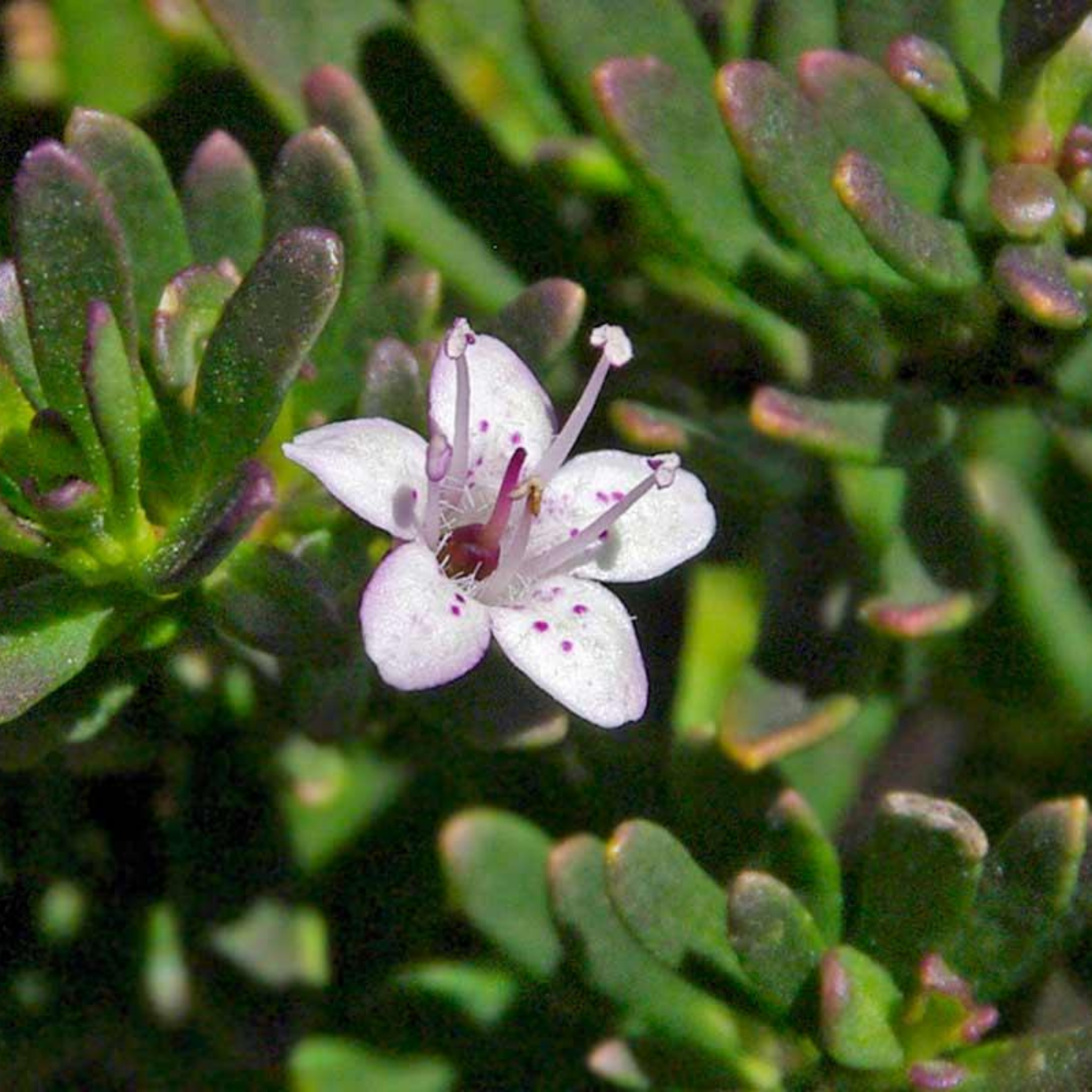 Creeping Boobialla - Myoporum parvifolium