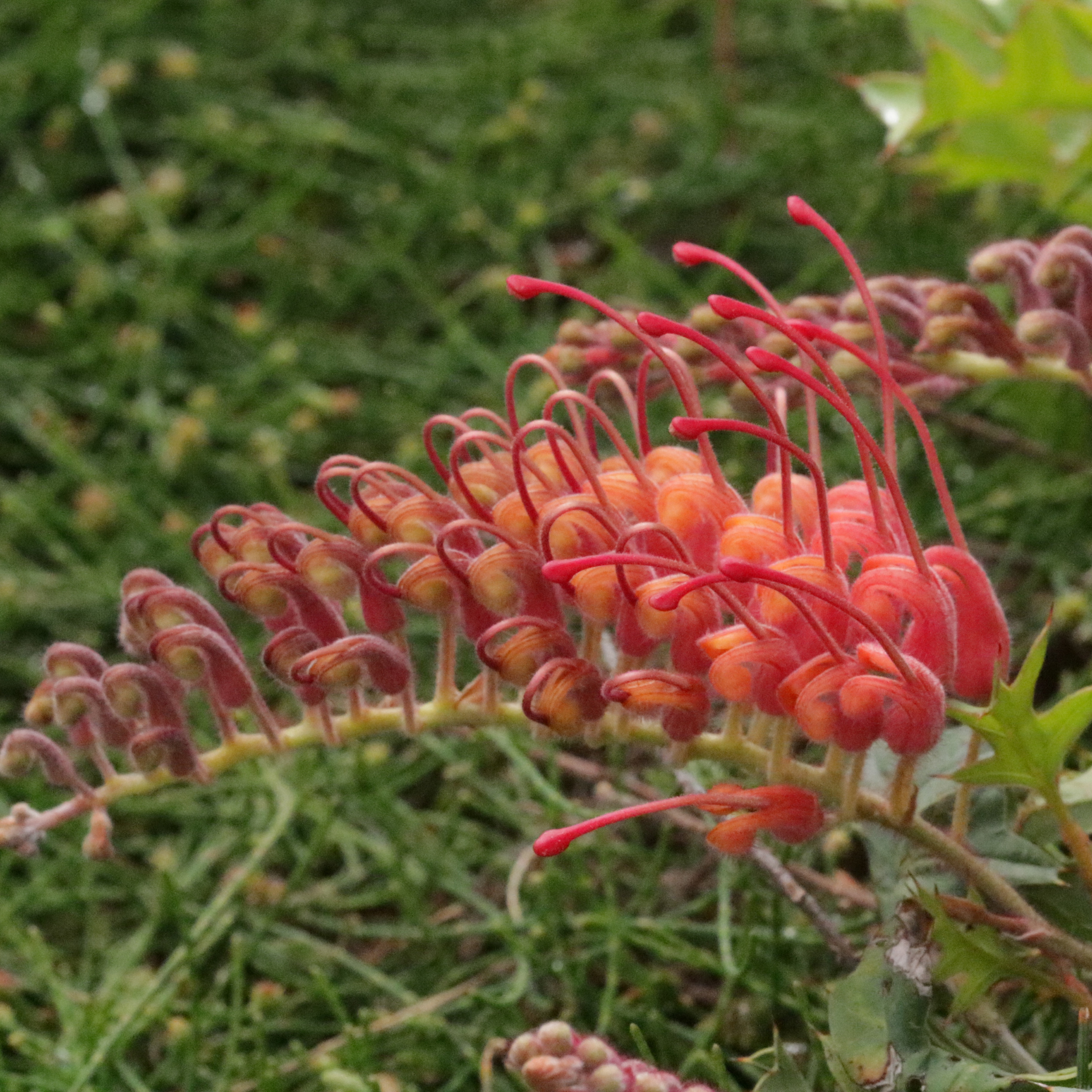 Toothbrush Plant - Grevillea acanthifolia Gaudichaudii