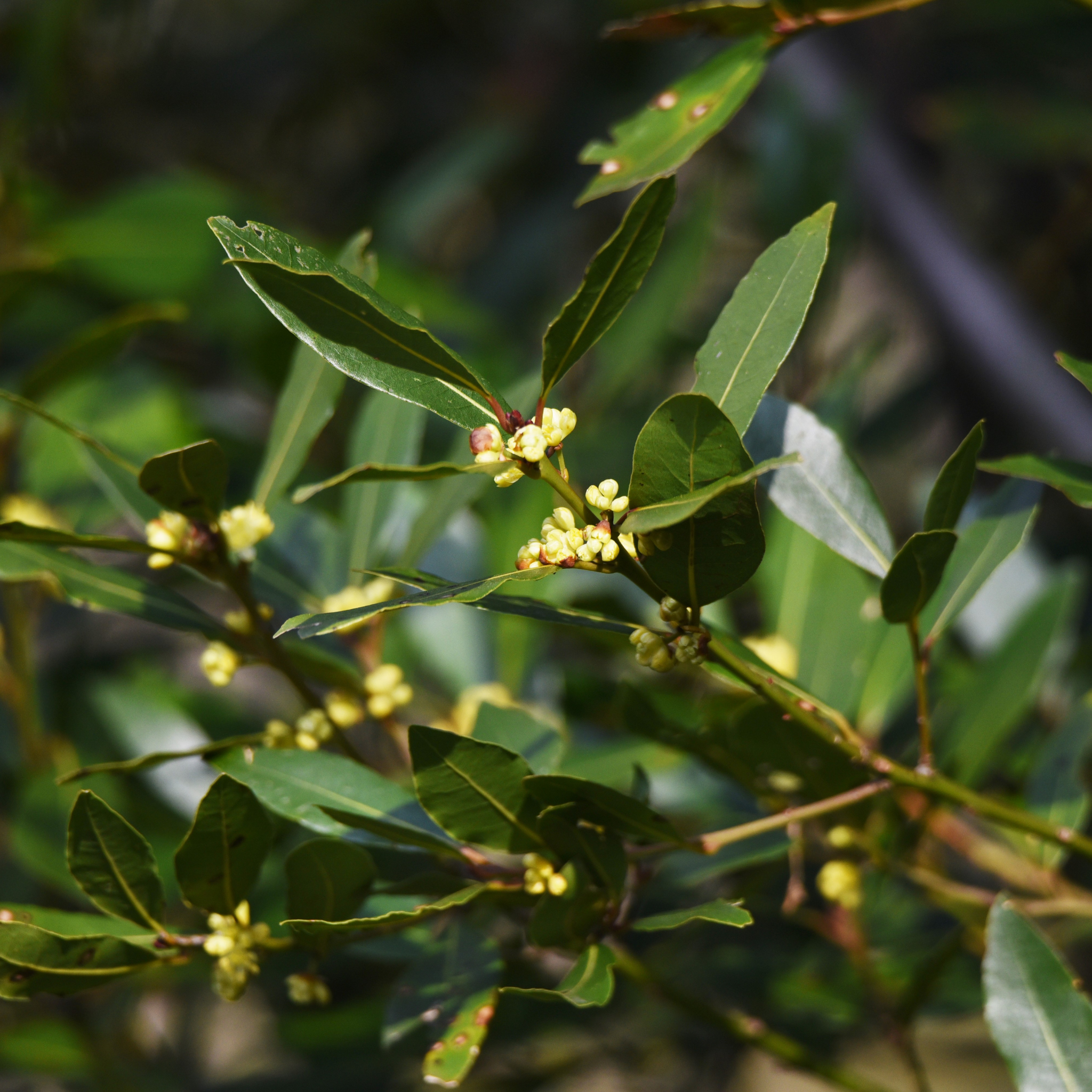 Bay Laurel Tree - Laurus nobilis