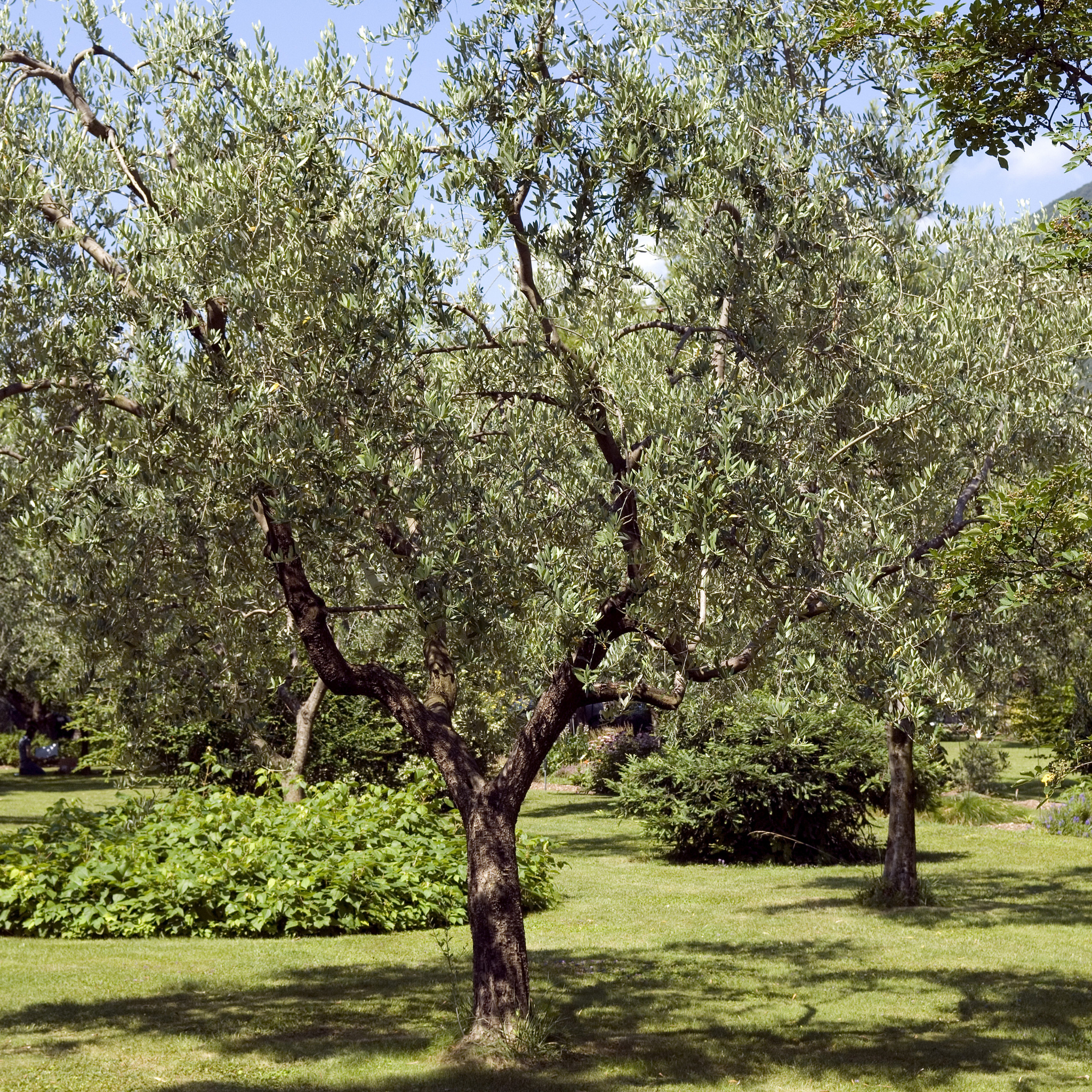 Paragon Olive Tree - Olea europaea Paragon