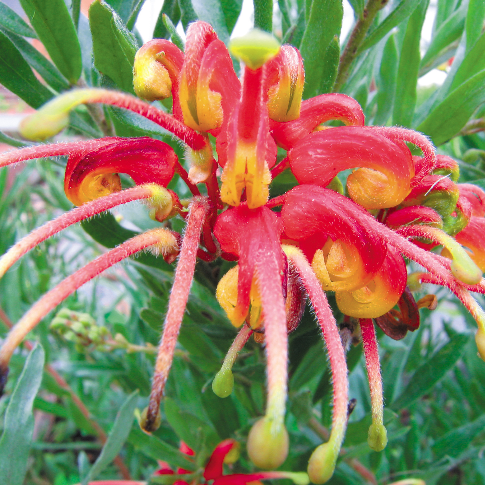 Grevillea 'Winter Flame' - Grevillea alpina rosmarinifoli Winter Flame