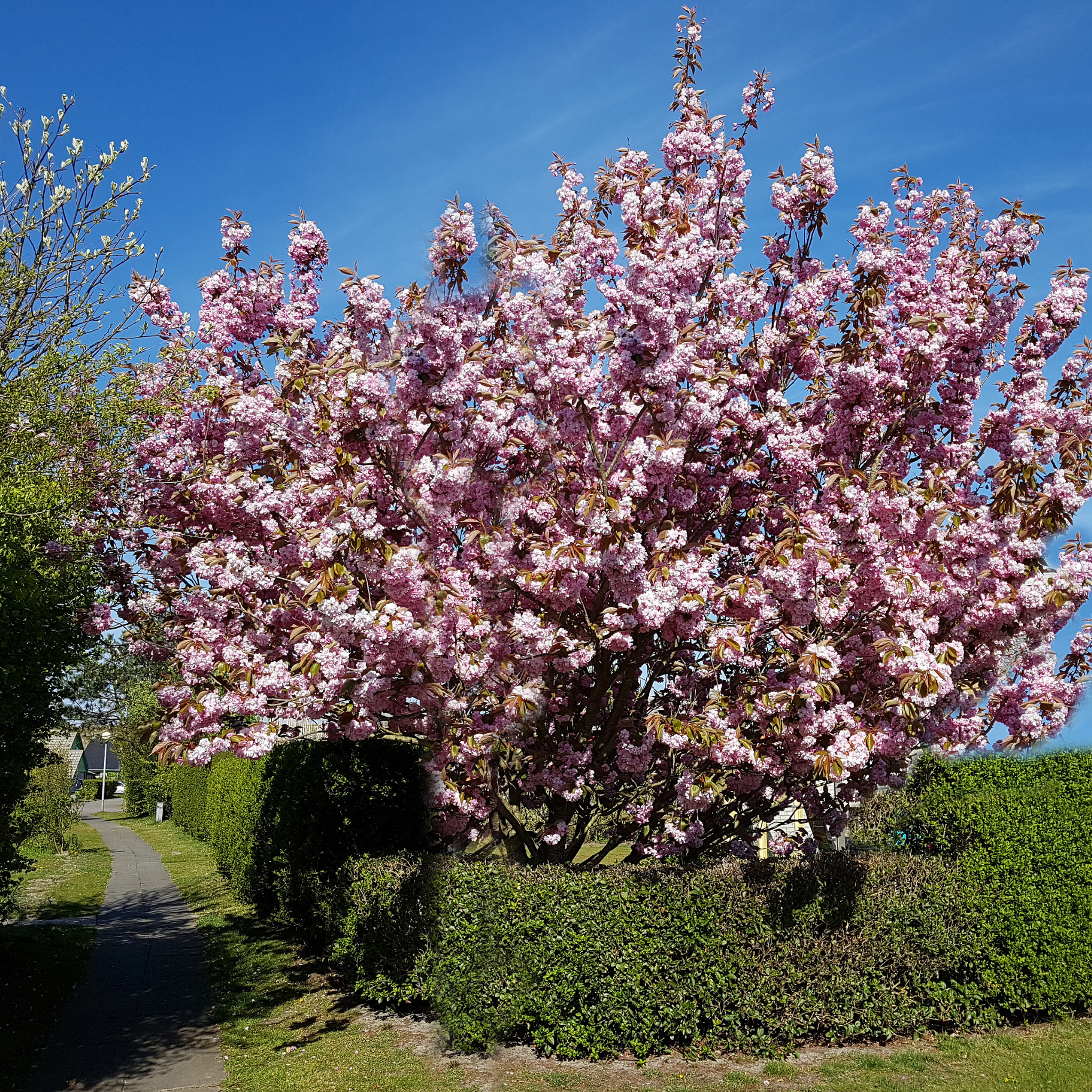 Japanese Flowering Ornamental Cherry - Prunus serrulata 'Kanzan'