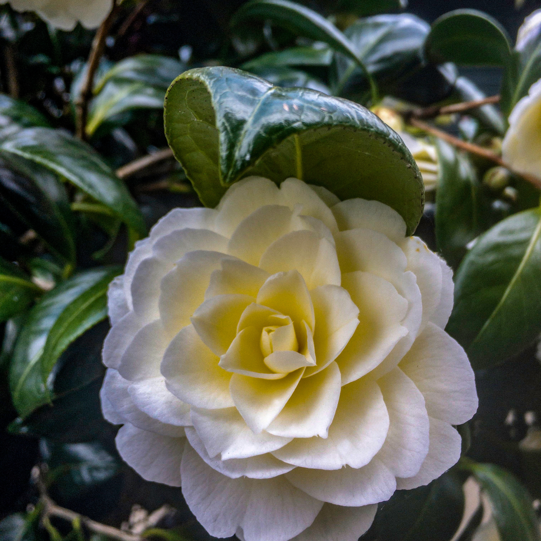 Camellia japonica Assorted