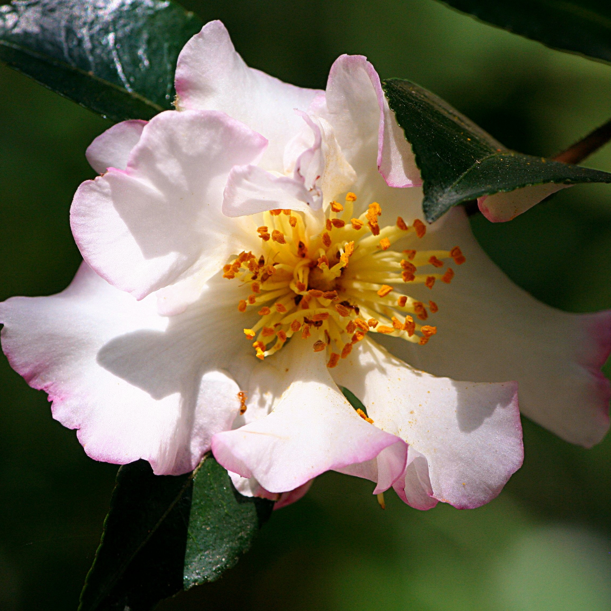 Sasanqua Camellia Edna Butler - Camellia sasanqua 'Edna Butler'