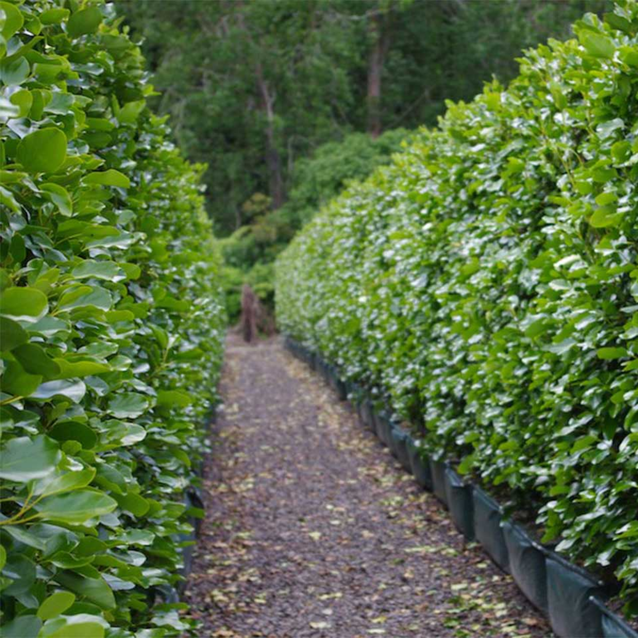 New Zealand Broadleaf Mint - Griselinia littoralis