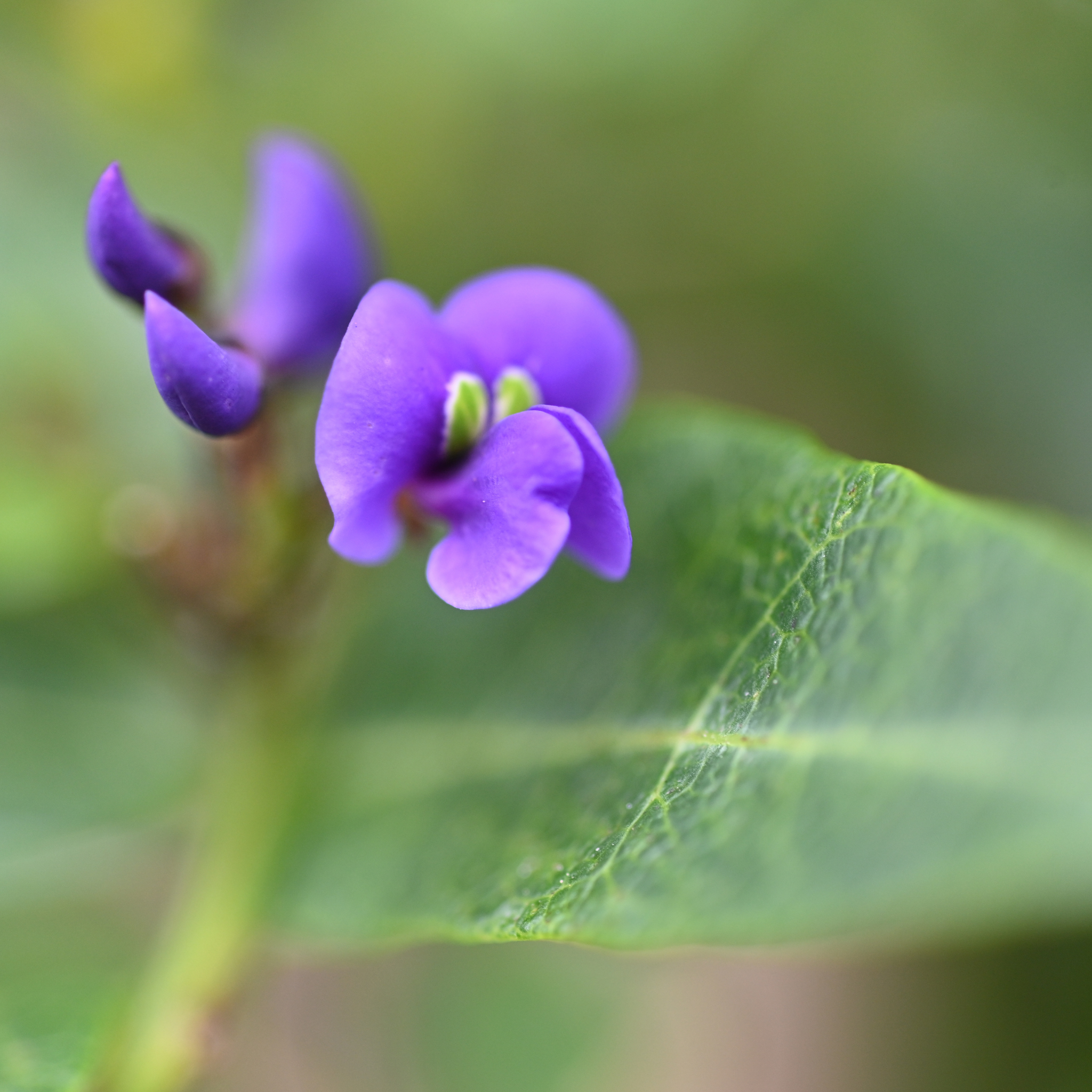 Happy Wanderer Purple Coral Pea - Hardenbergia violacea Meema
