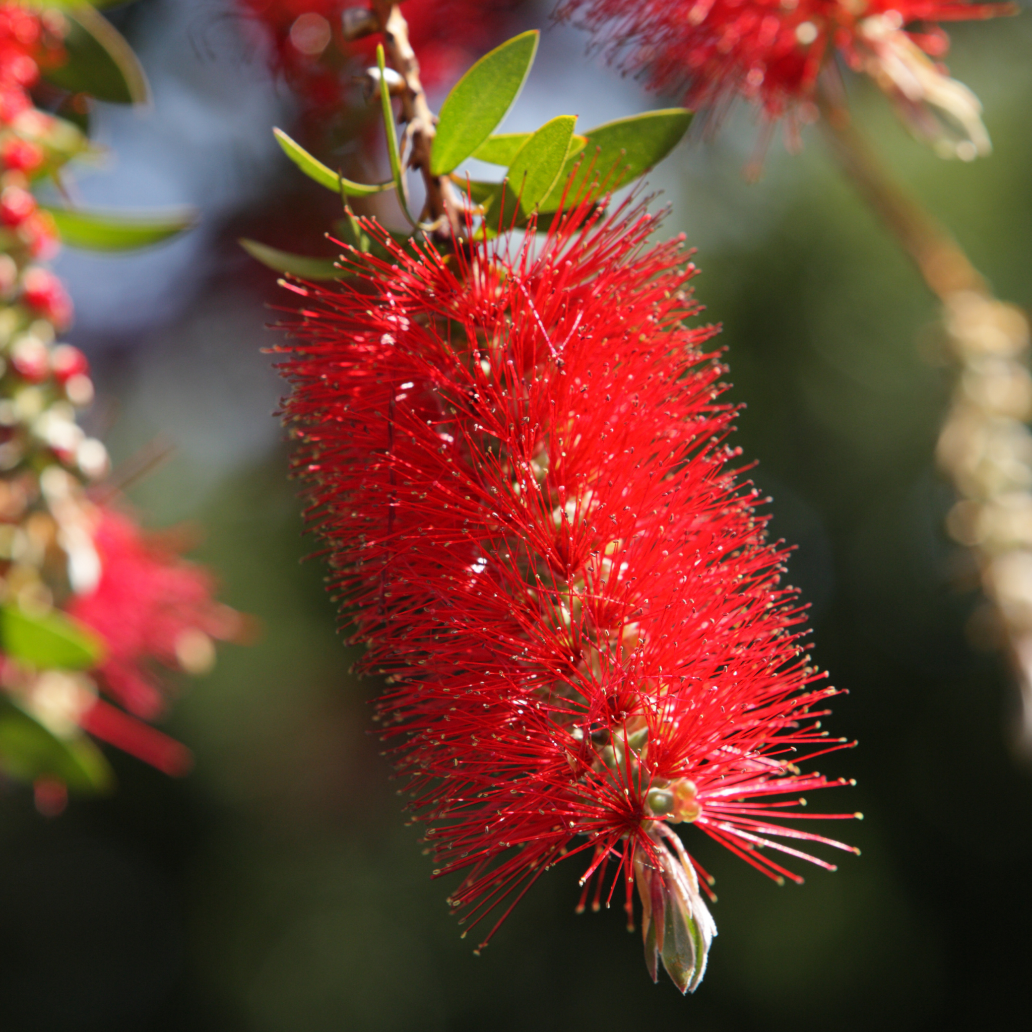 Weeping Bottlebrush Hannah Ray - Callistemon viminalis 'Hannah Ray'