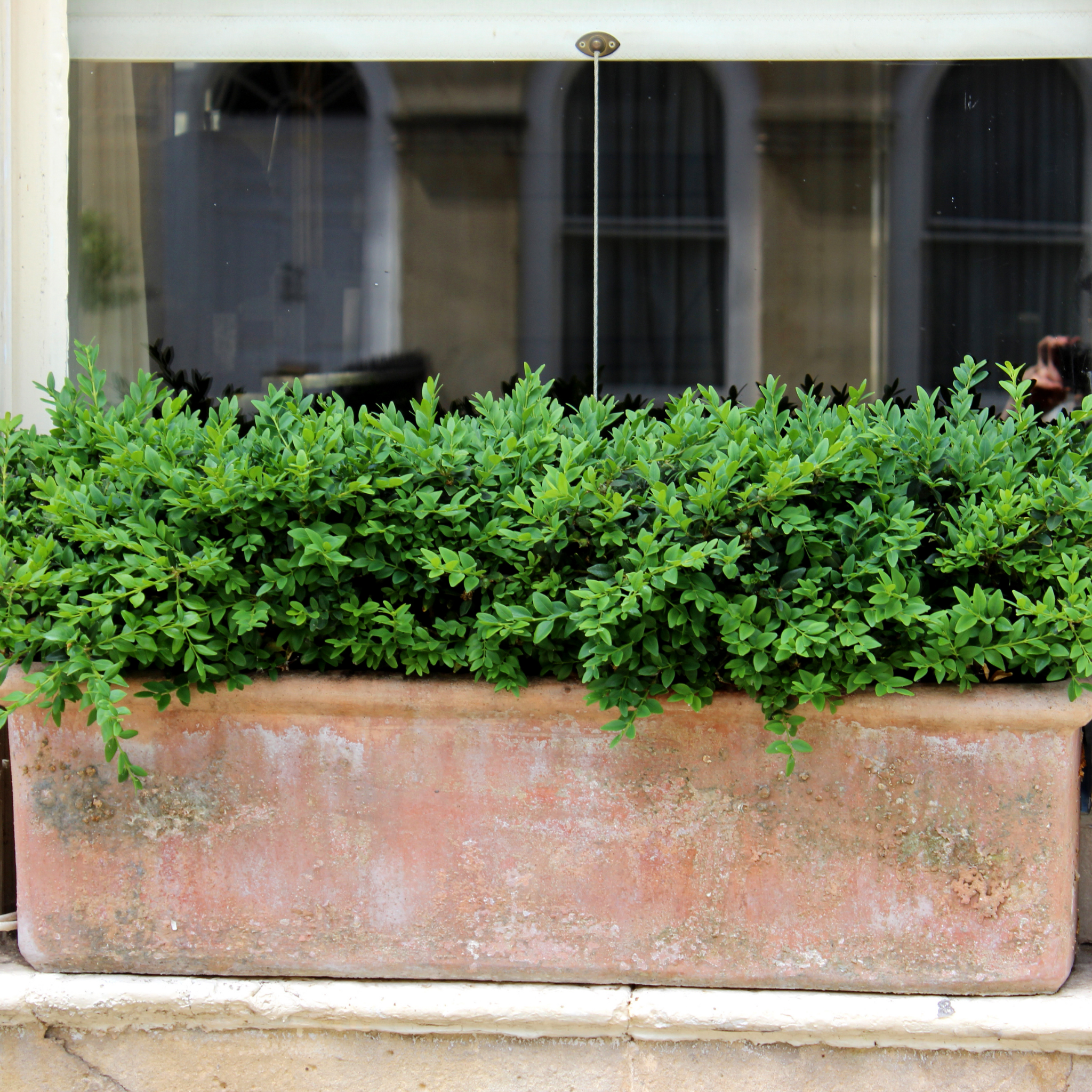 Green shrub in a terracotta planter against a blurred building background