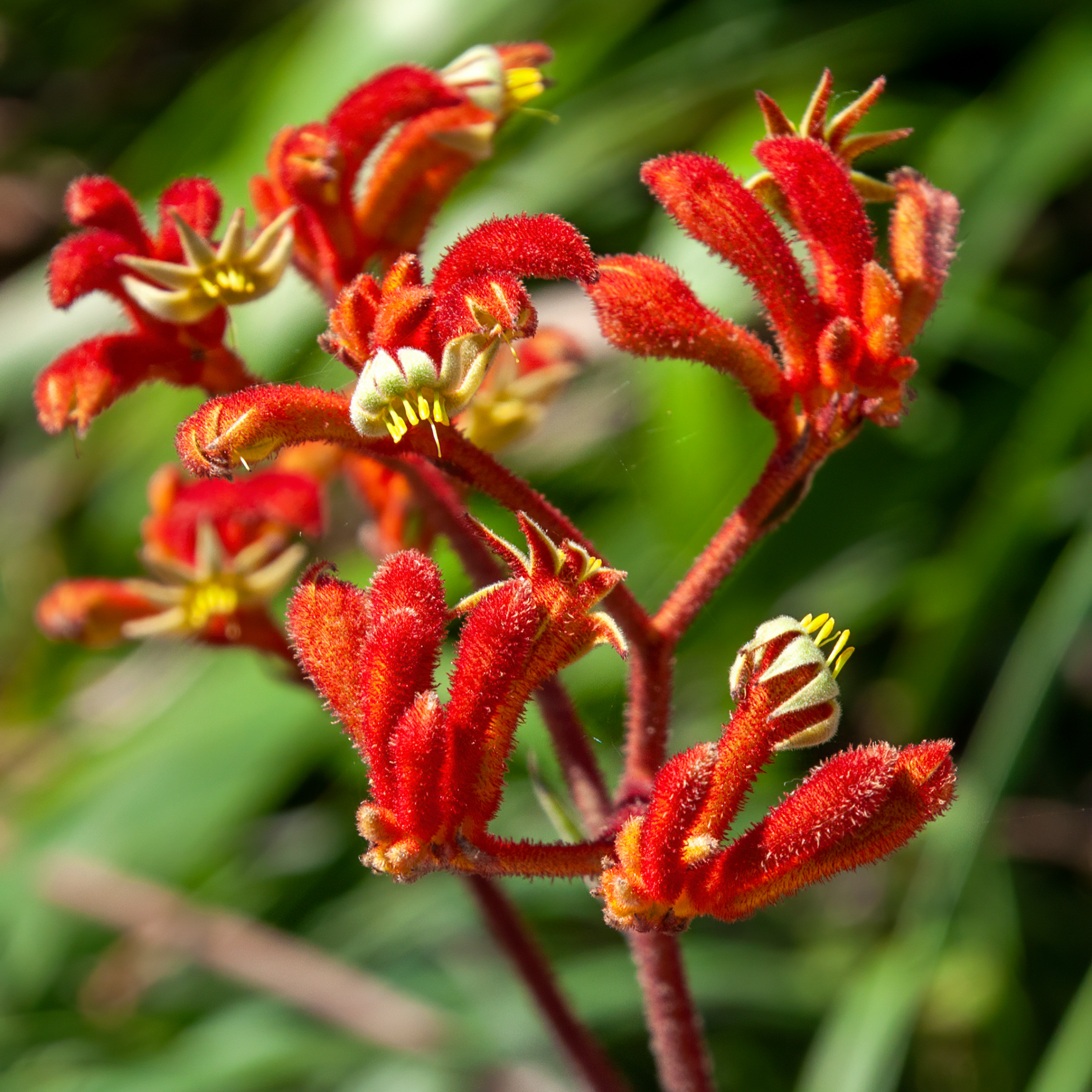 Bush Gems Kangaroo Paw 'Bush Inferno' - Anigozanthos hybrida