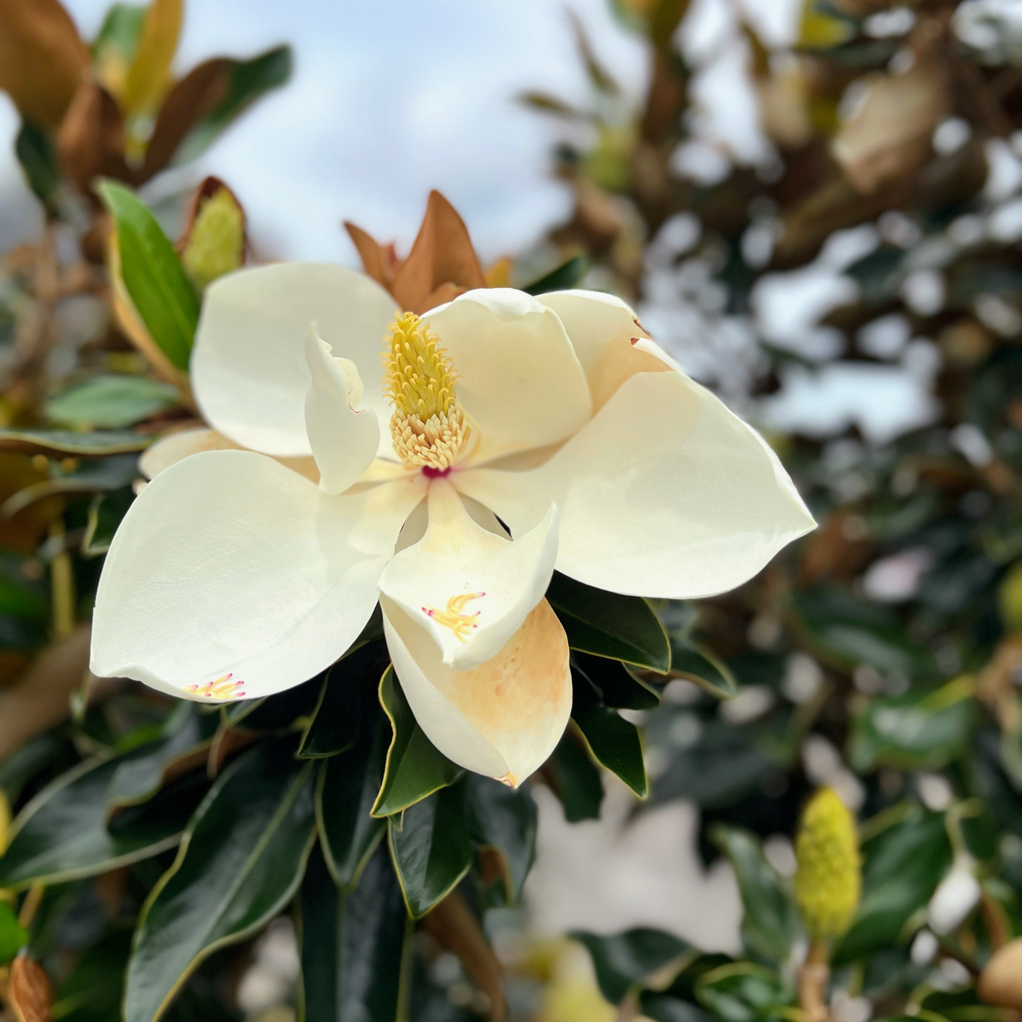 Bull Bay Magnolia Alta - Magnolia grandiflora Alta