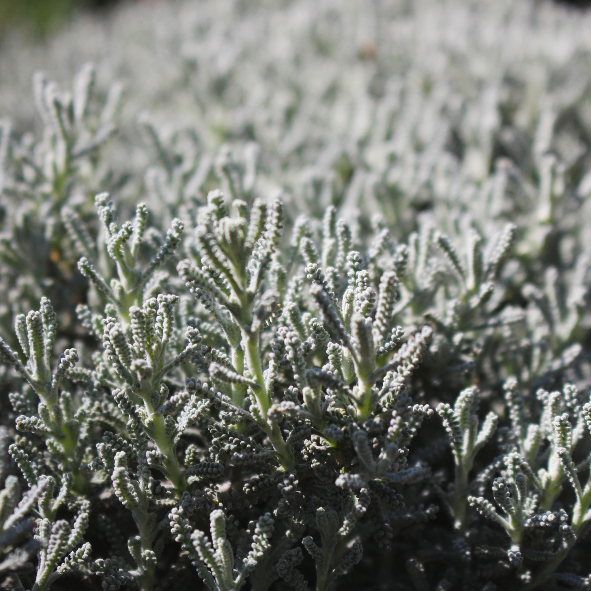 Cotton Lavender - Santolina chamaecyparissus