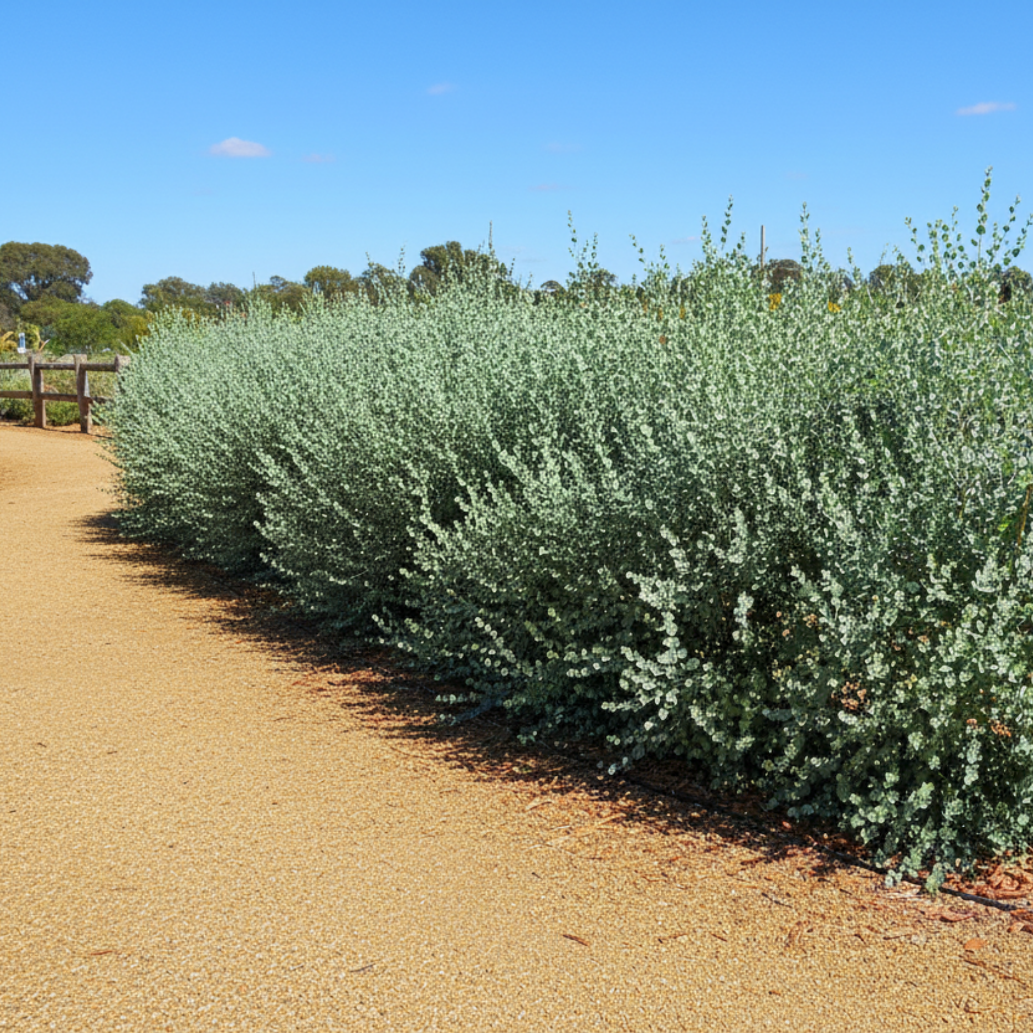 Narrow Leaved Red Mallee - Eucalyptus latens Moon Lagoon
